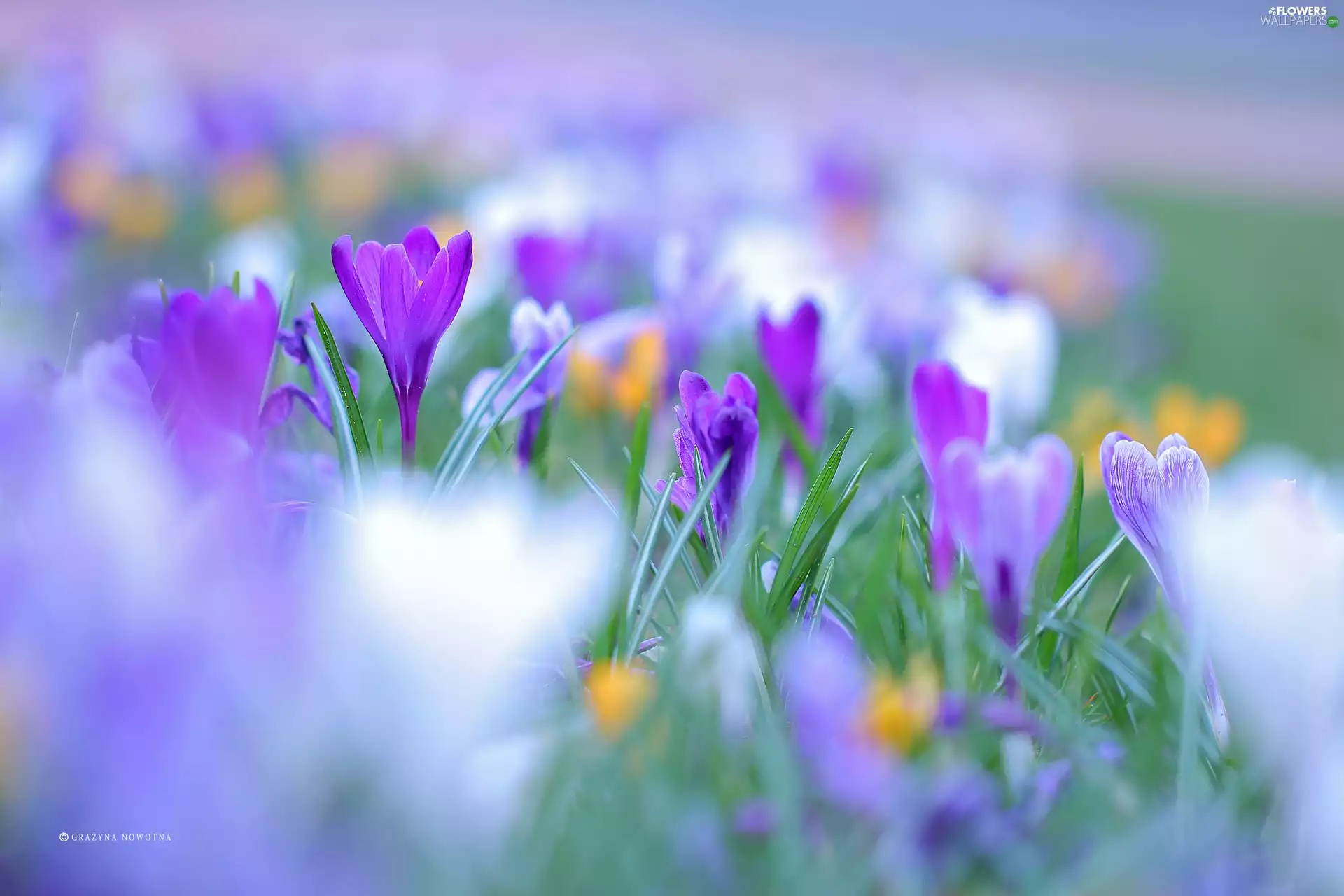 color, crocuses, Flowers