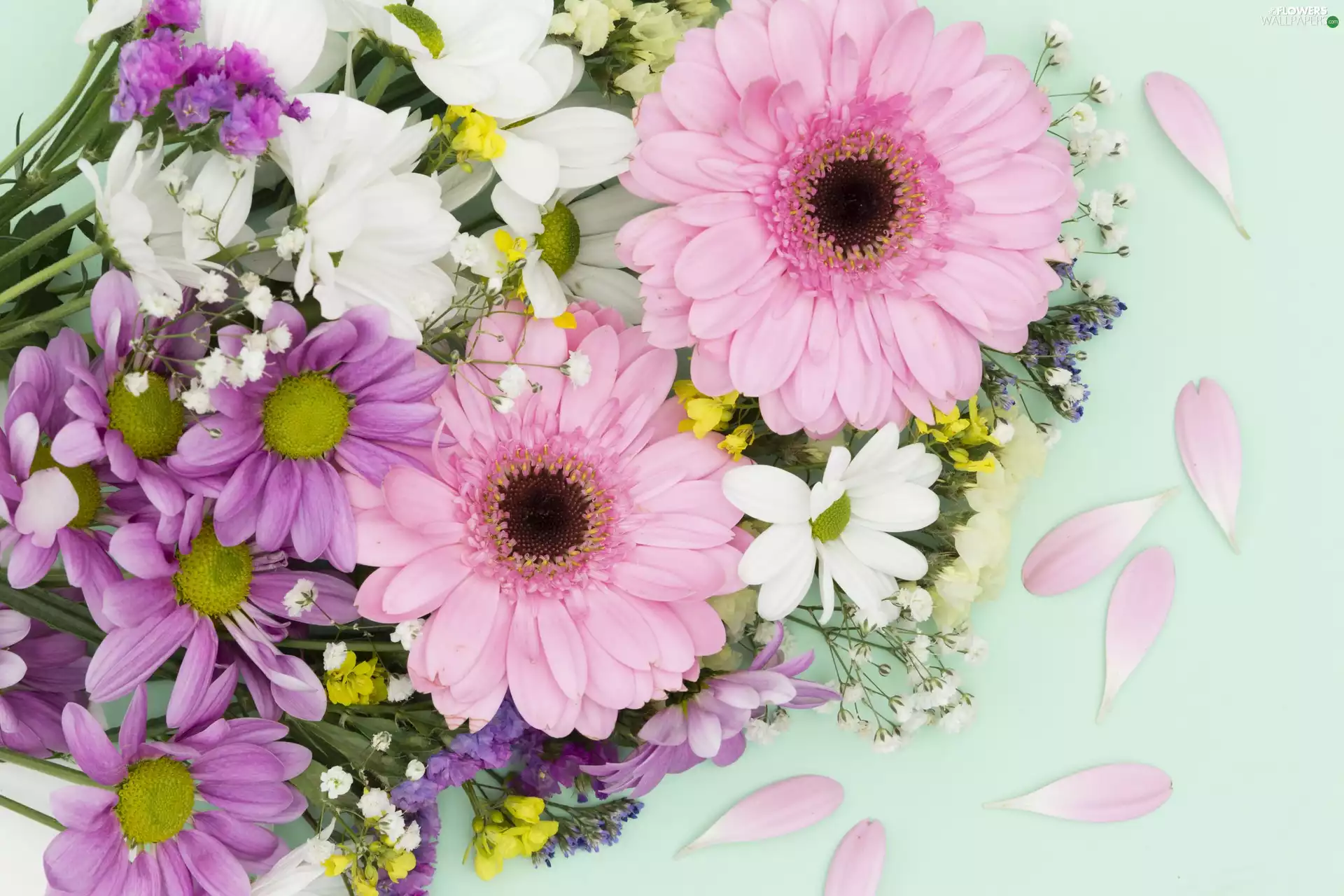 Flowers, Chrysanthemums, gerberas, color