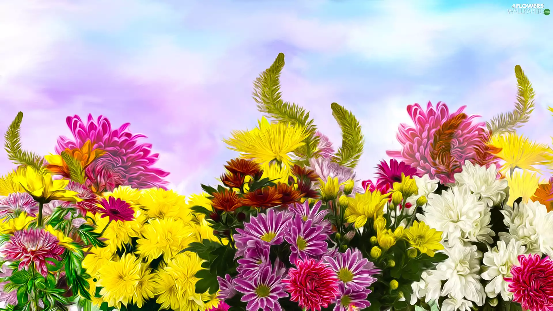 Flowers, Chrysanthemums, graphics, color