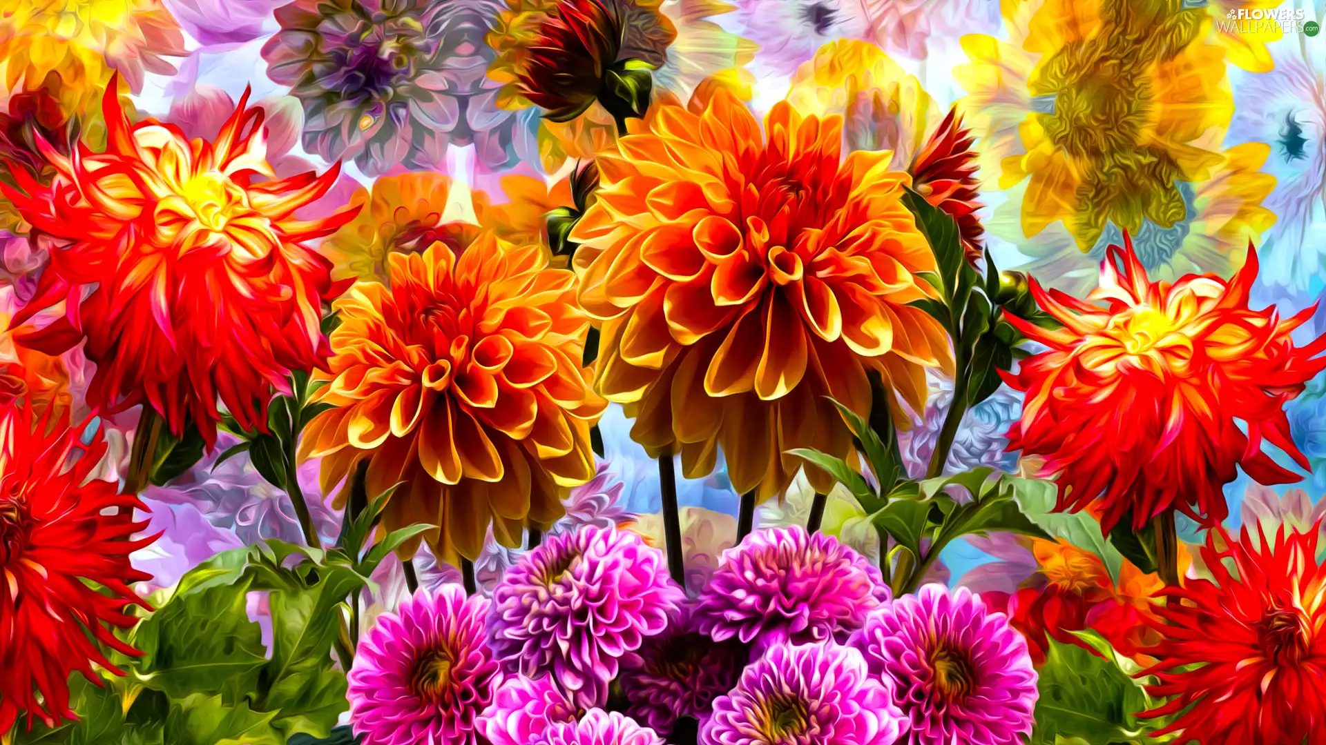 Flowers, dahlias, graphics, color