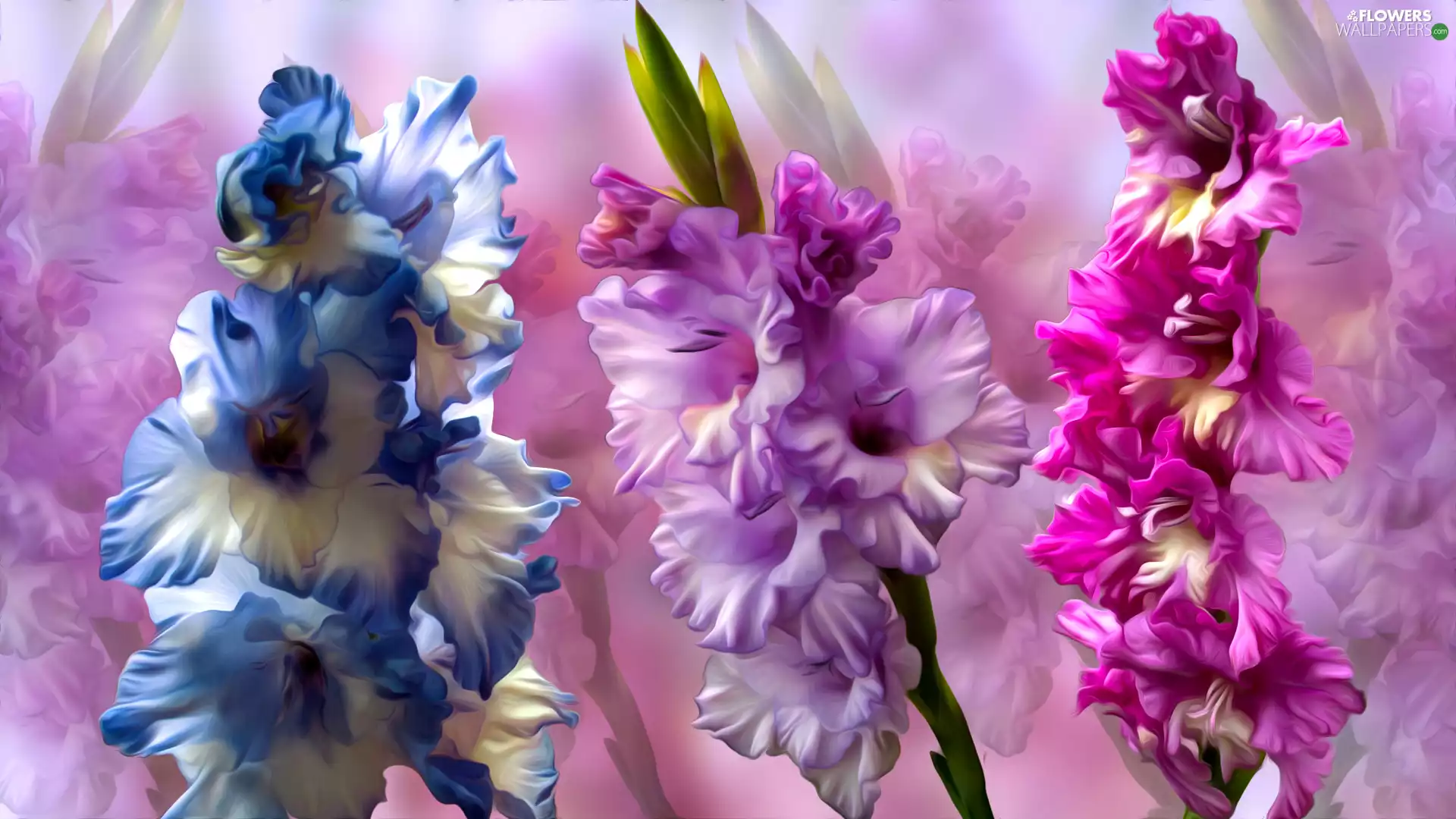 Flowers, gladioli, graphics, color
