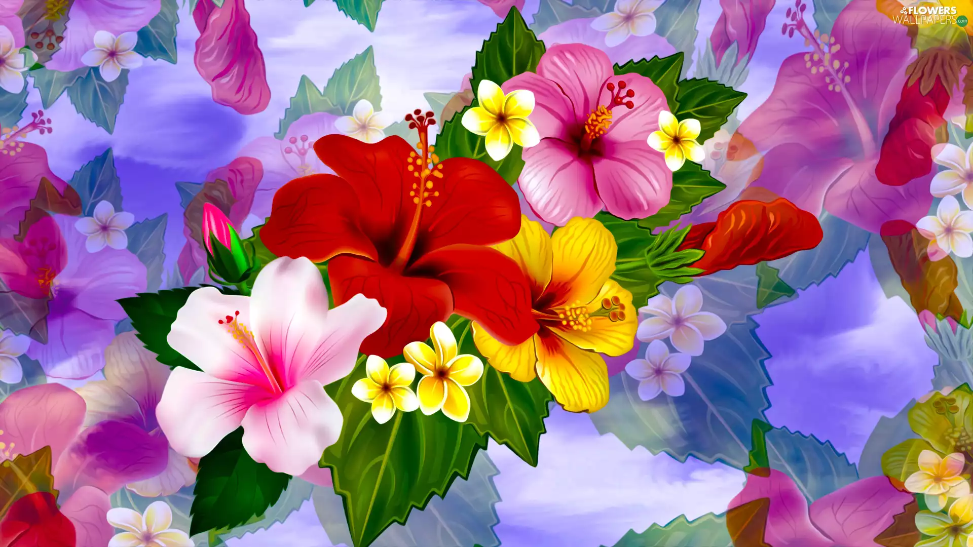 Flowers, hibiscus, graphics, color
