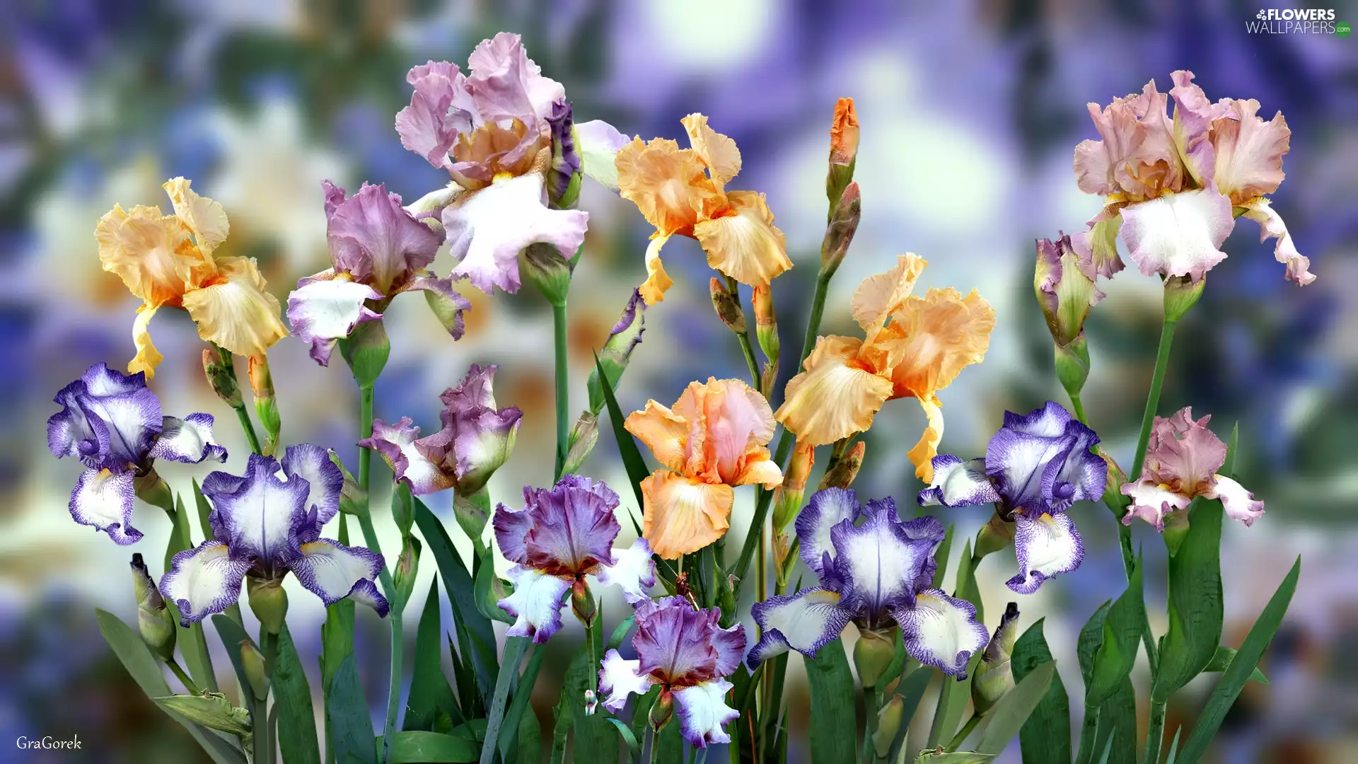 Flowers, Irises, graphics, color