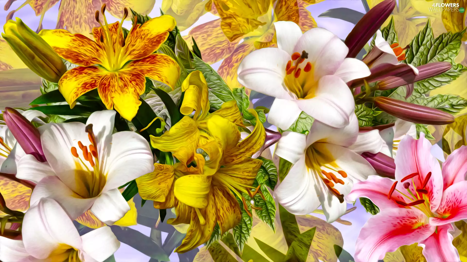 Flowers, lilies, graphics, color