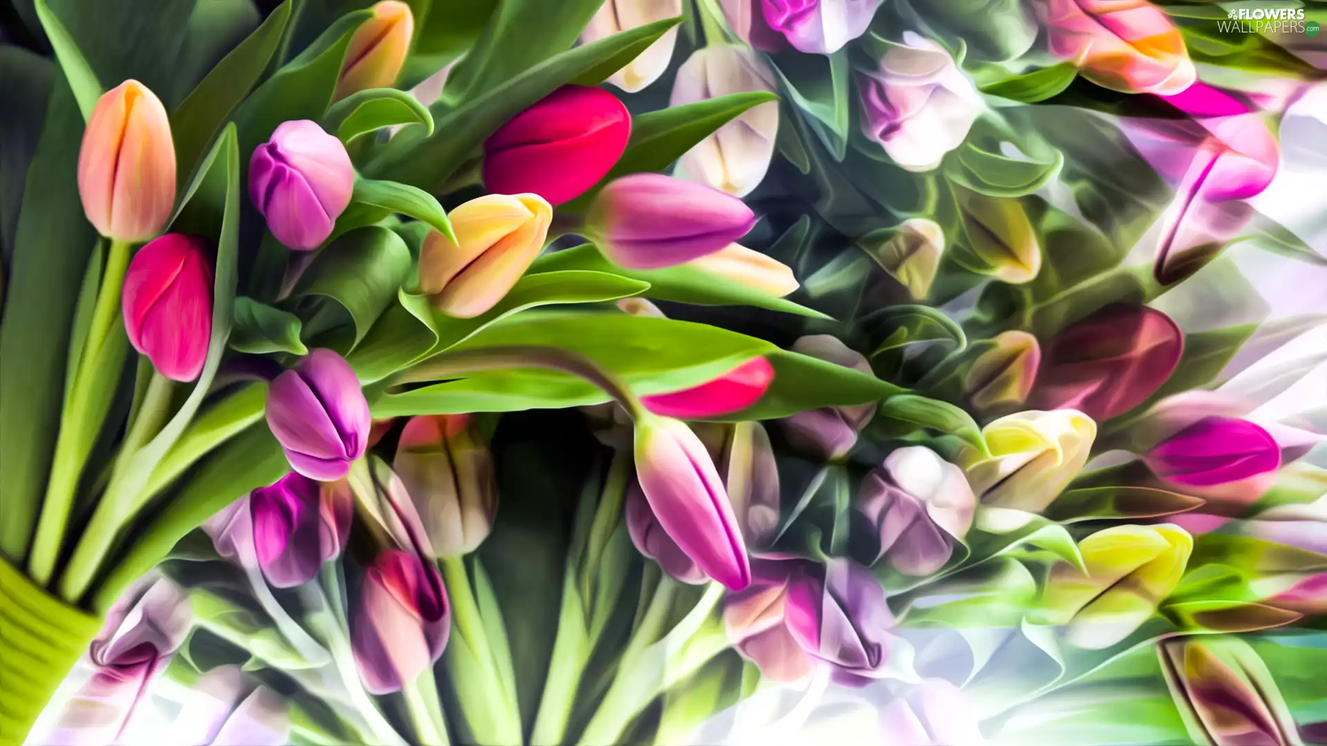 Flowers, Tulips, graphics, color