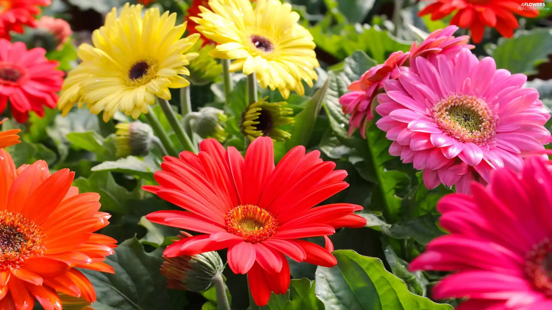 Flowers, gerberas, Leaf, color