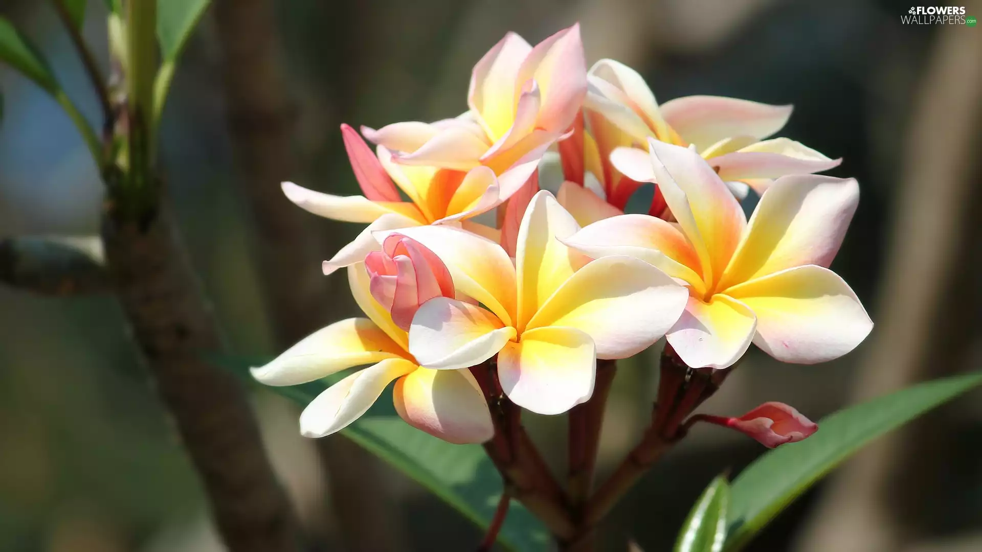 Flowers, Plumeria, Leaf, color