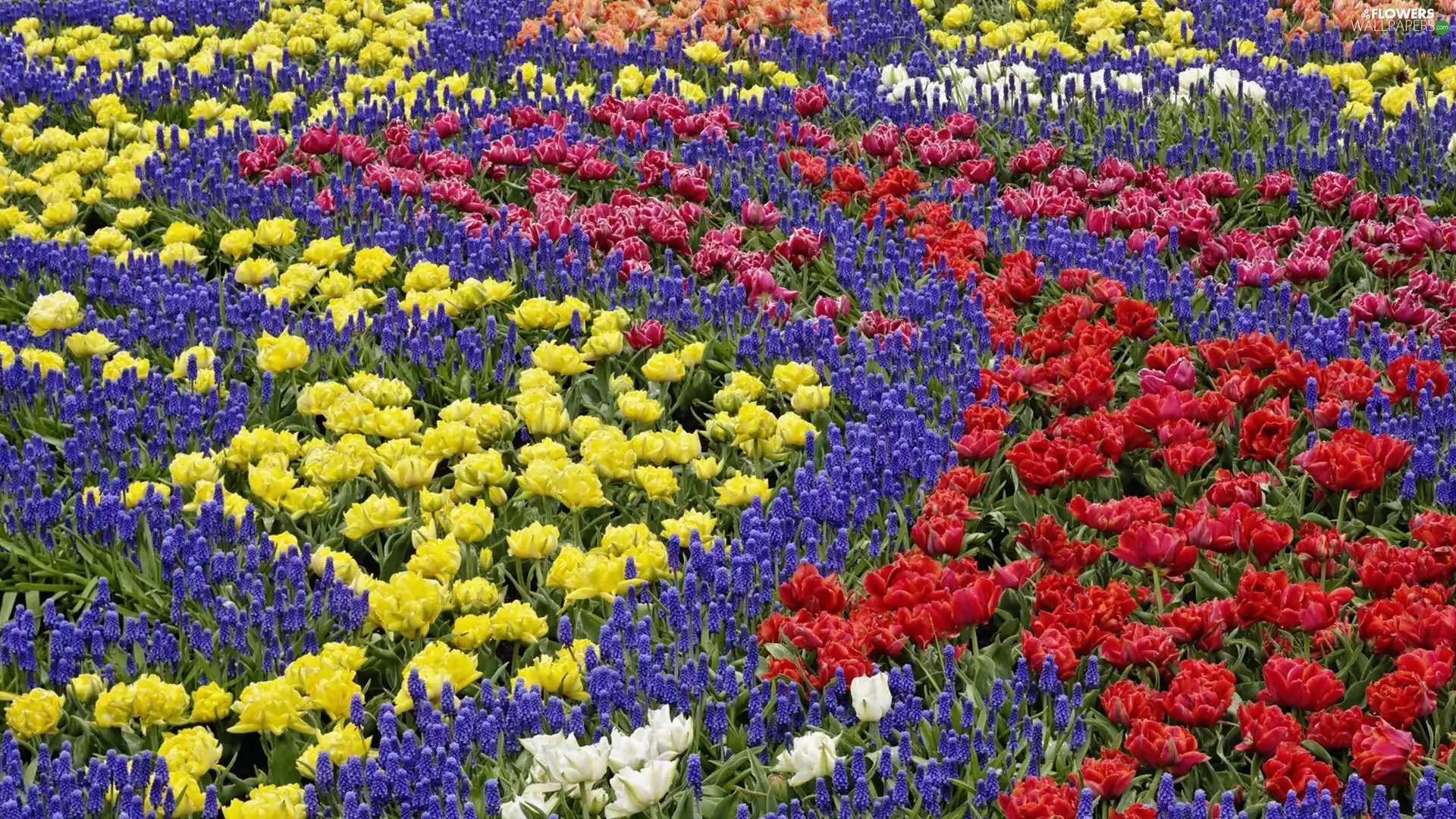 Flowers, Tulips, Muscari, color