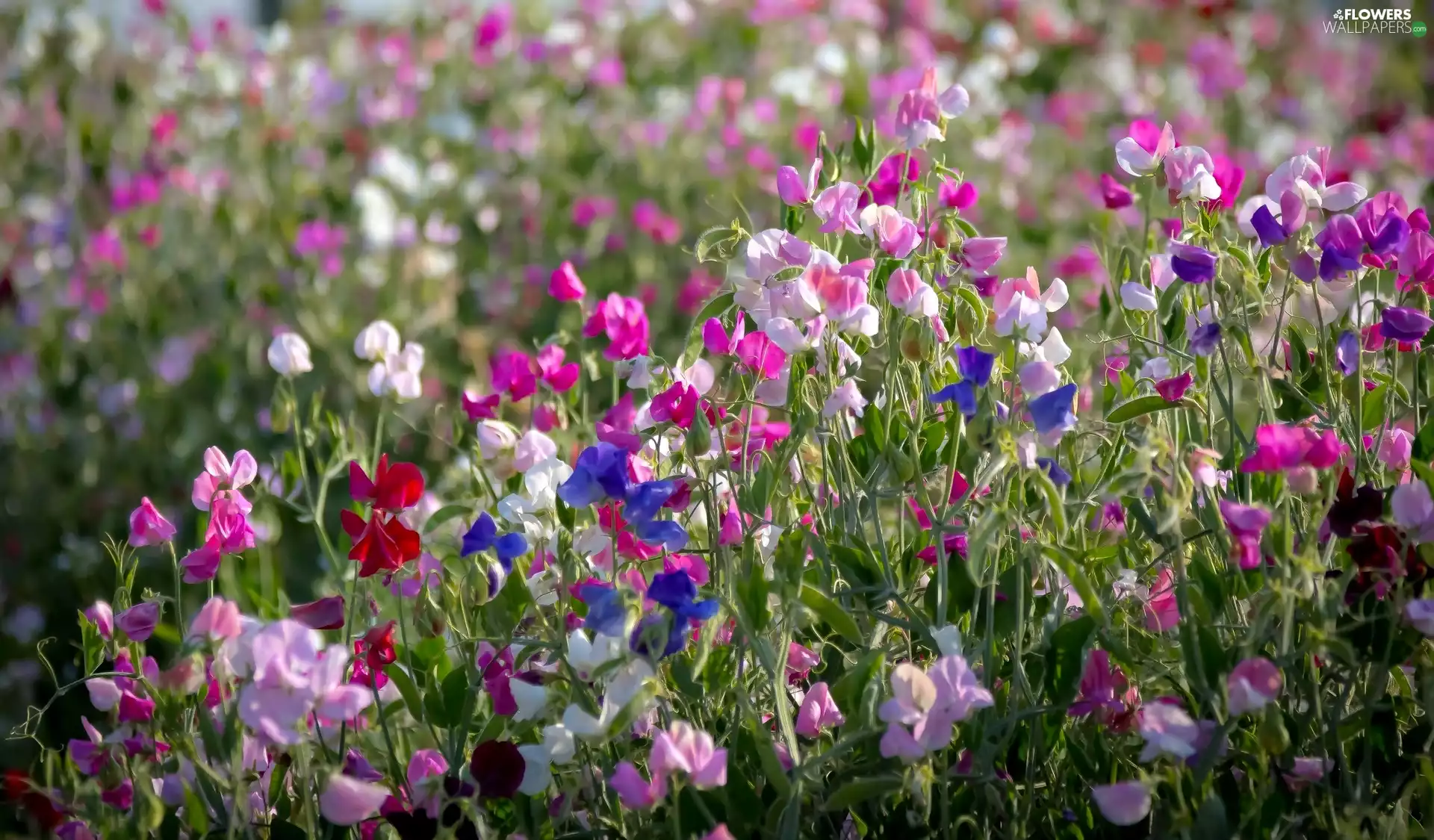 Flowers, Sweet Peas, color