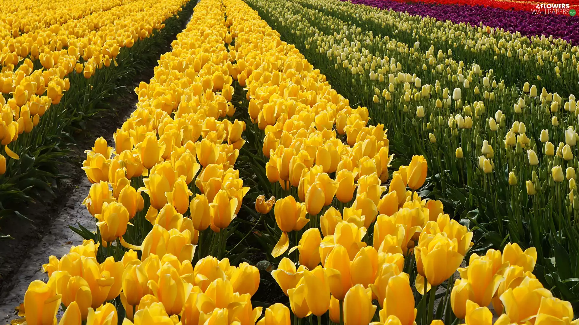 Flowers, Tulips, plantation, color