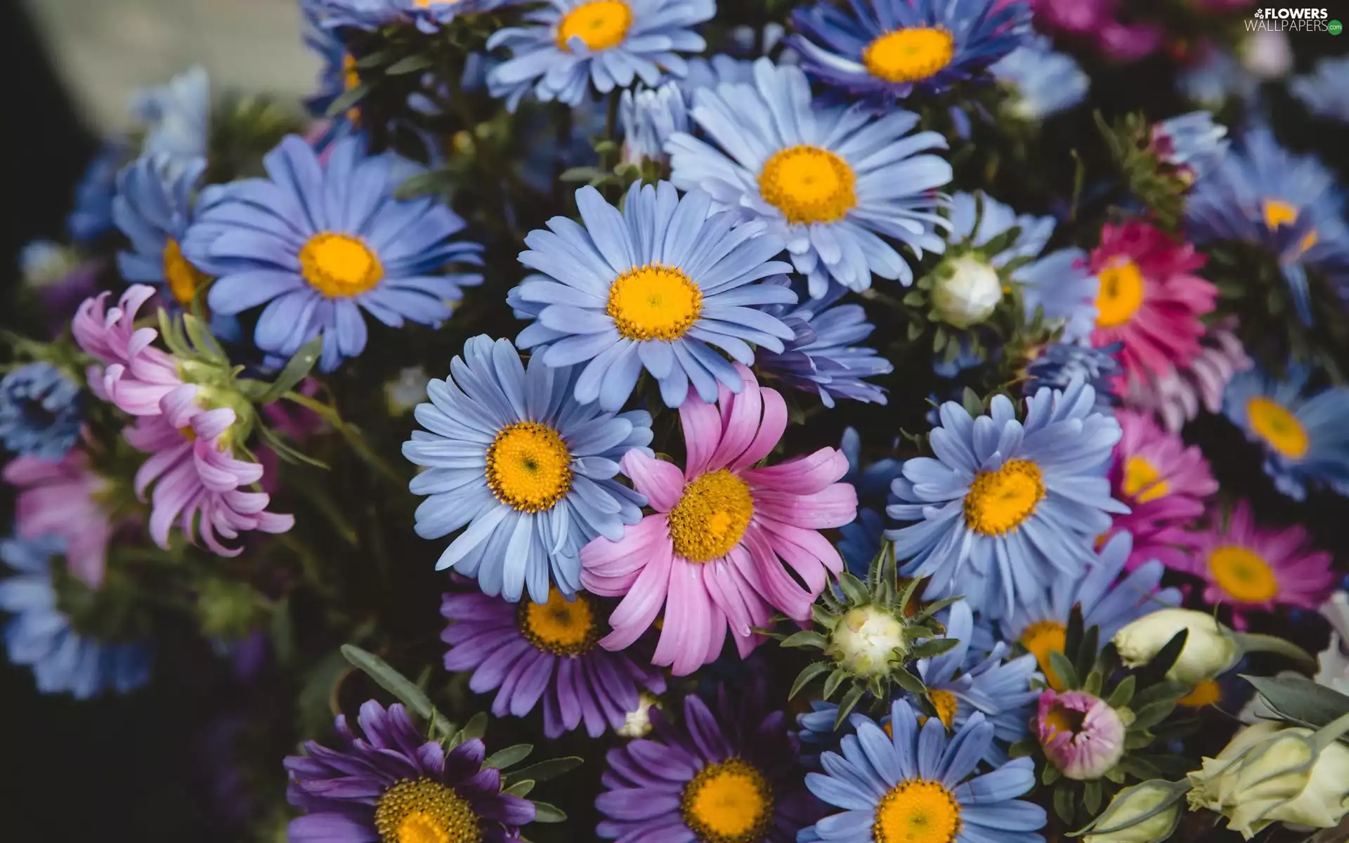 Flowers, Astra, rapprochement, color