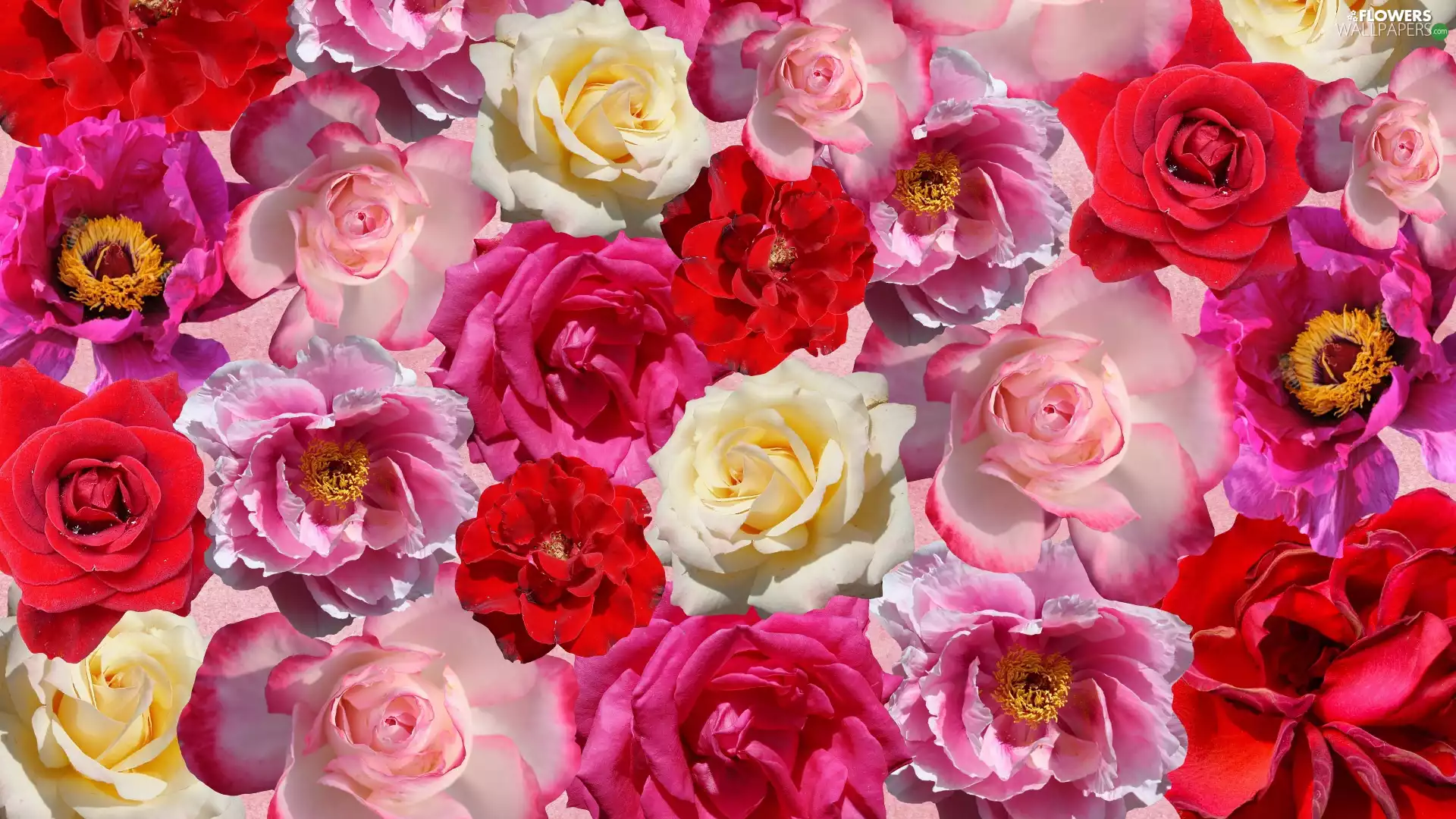 Flowers, roses, rapprochement, color