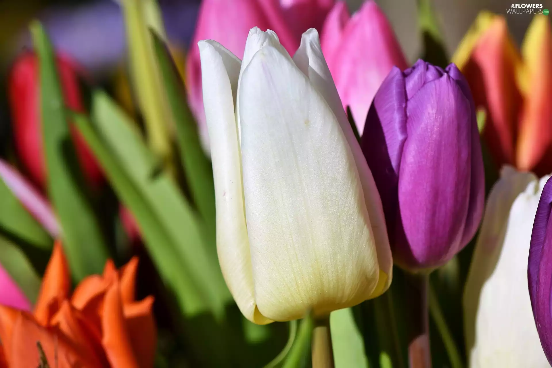 Flowers, Tulips, rapprochement, color