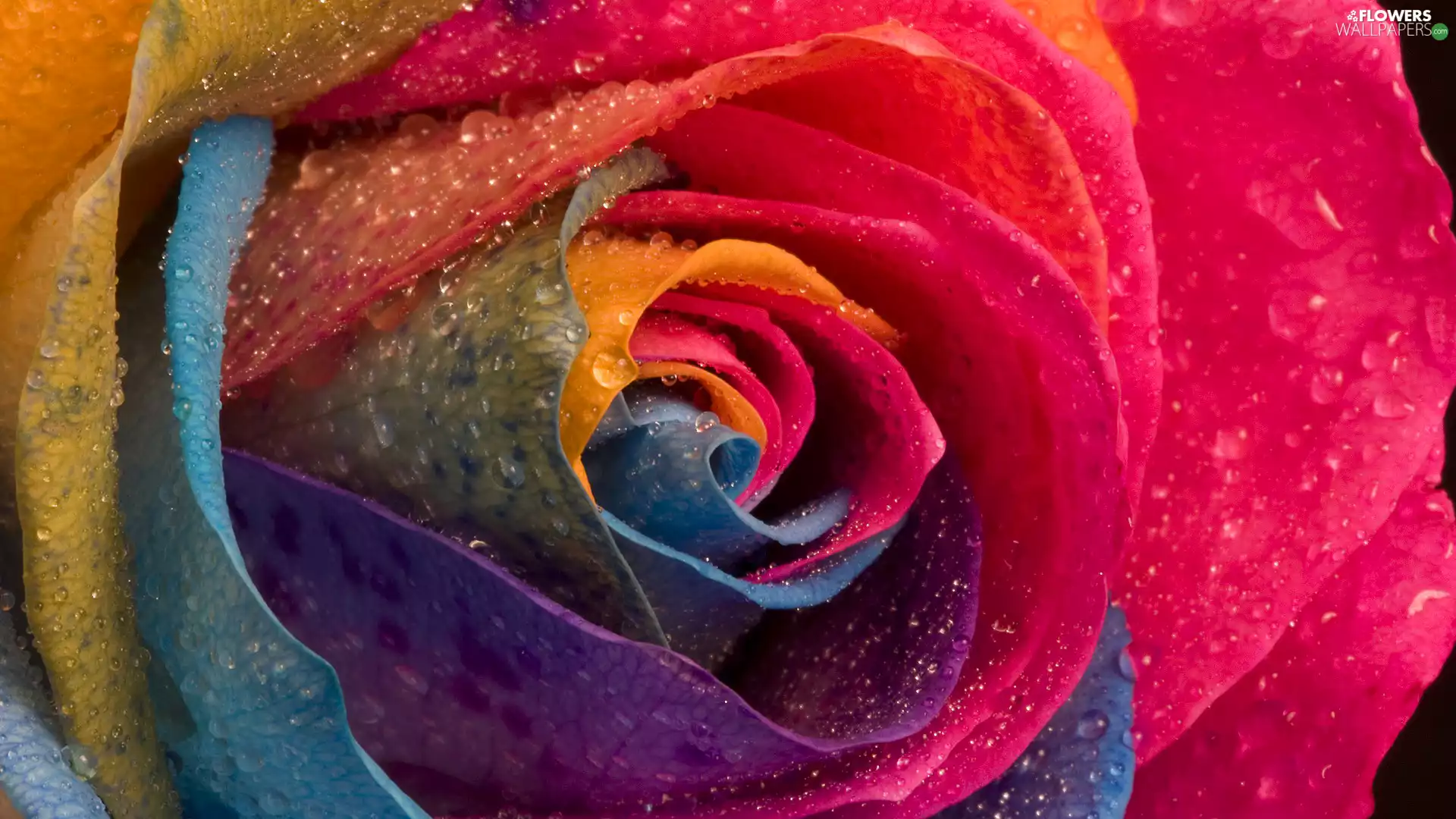 flakes, drops, rose, color, Colourfull Flowers