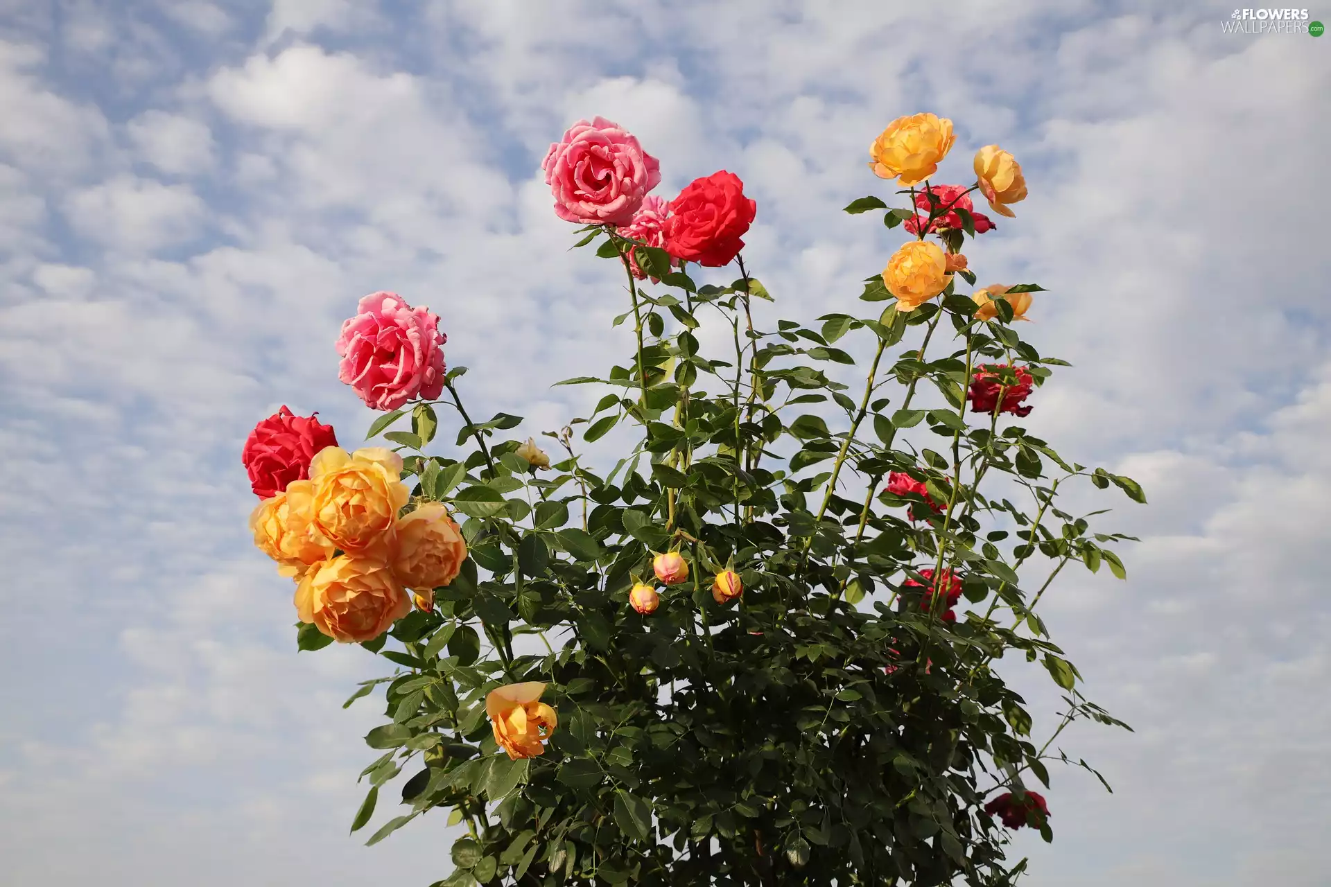 Flowers, roses, Sky, color