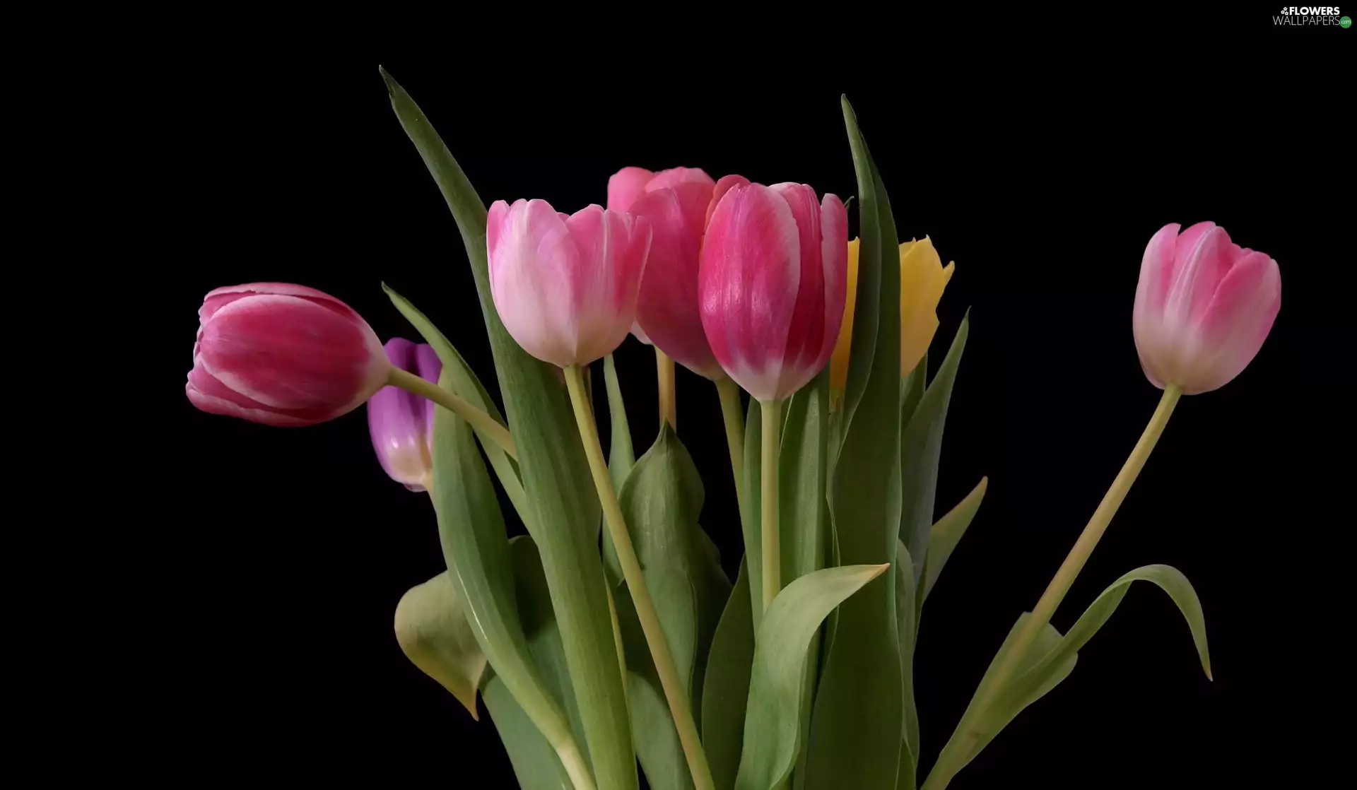 color, Tulips, Flowers