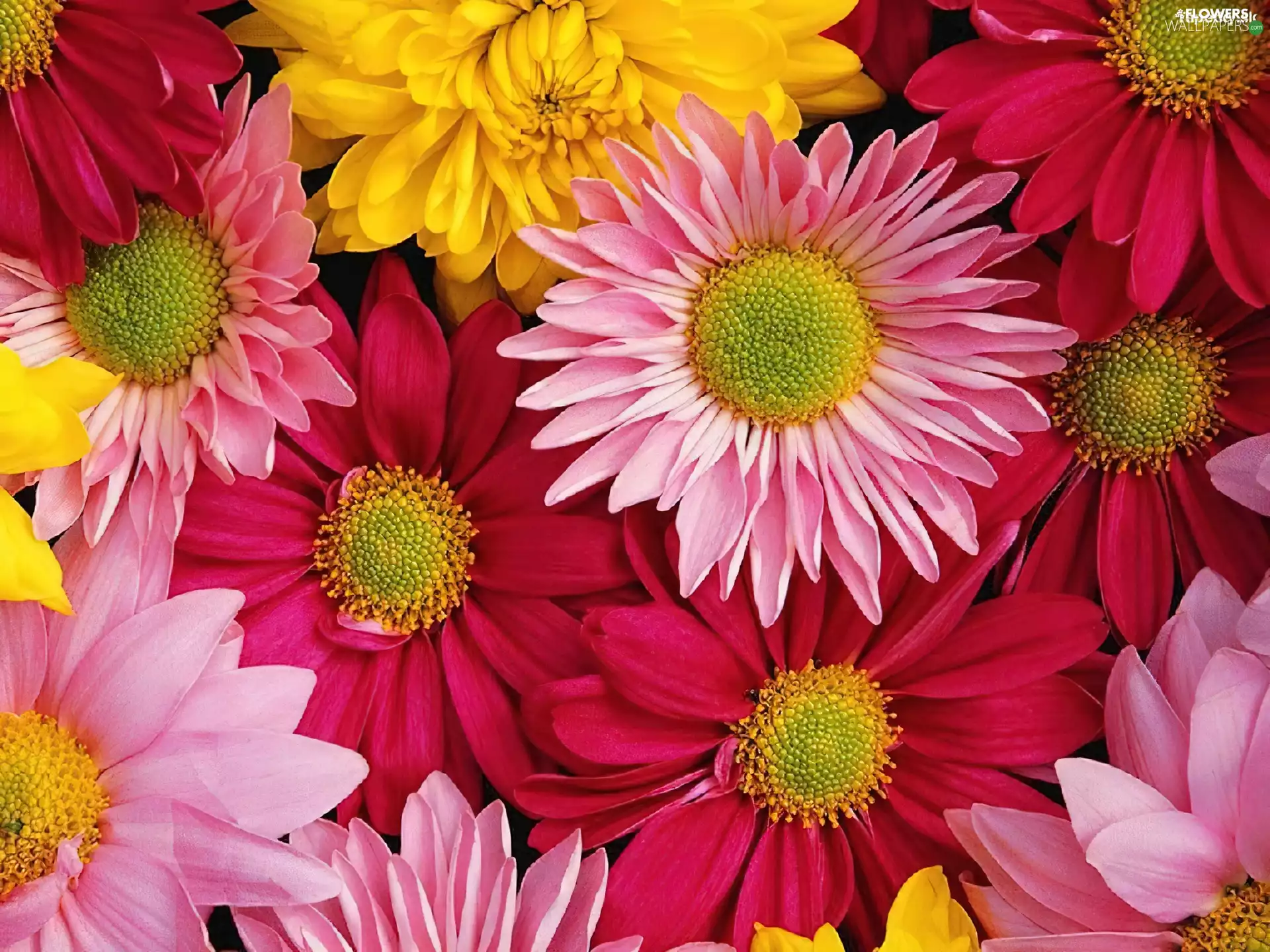 color, gerberas