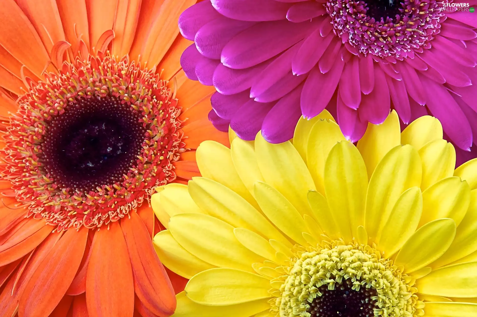 color, gerberas