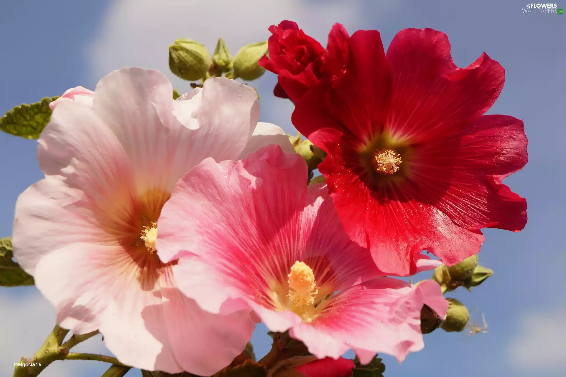 color, Hollyhocks