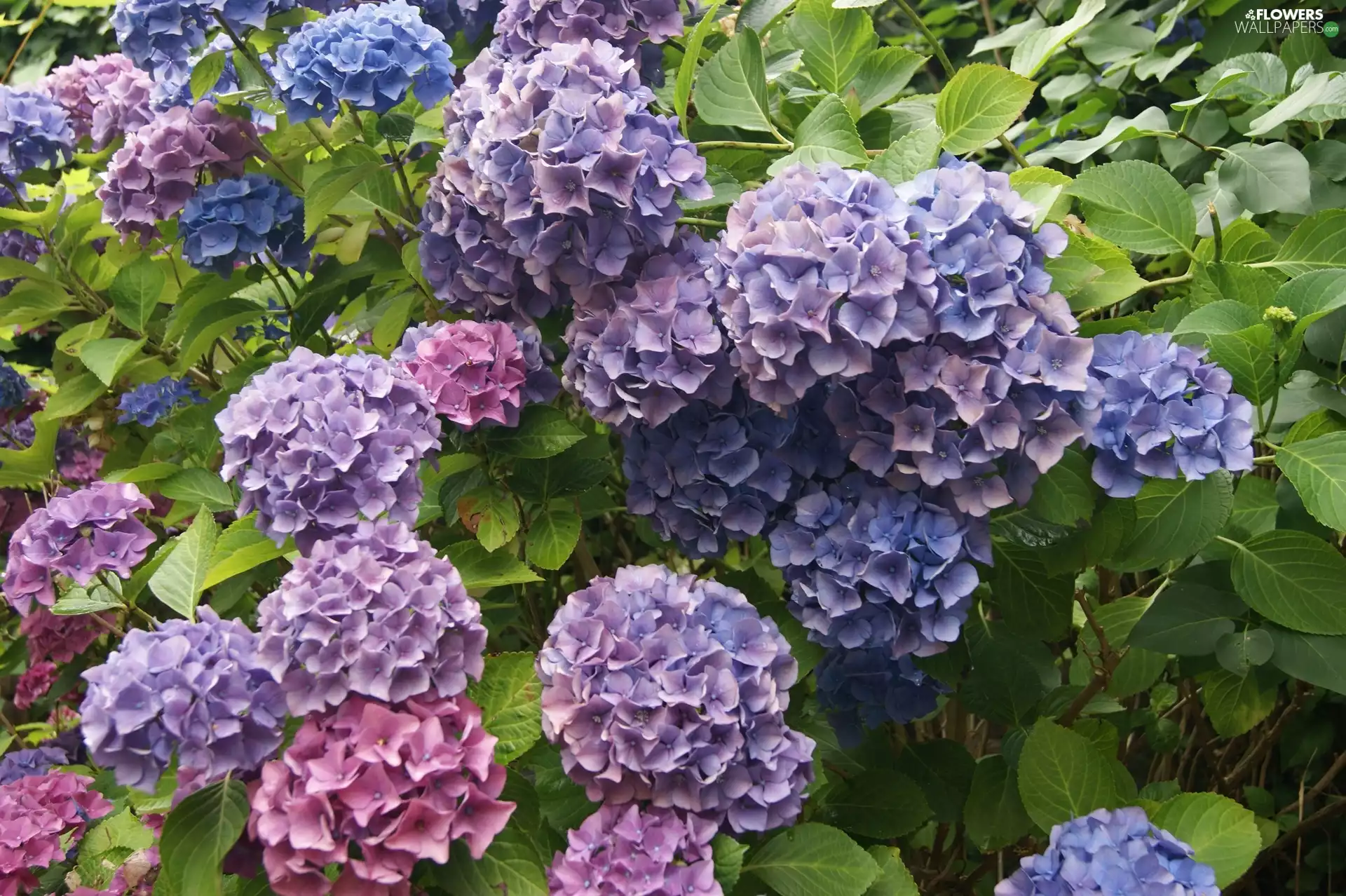 color, hydrangeas
