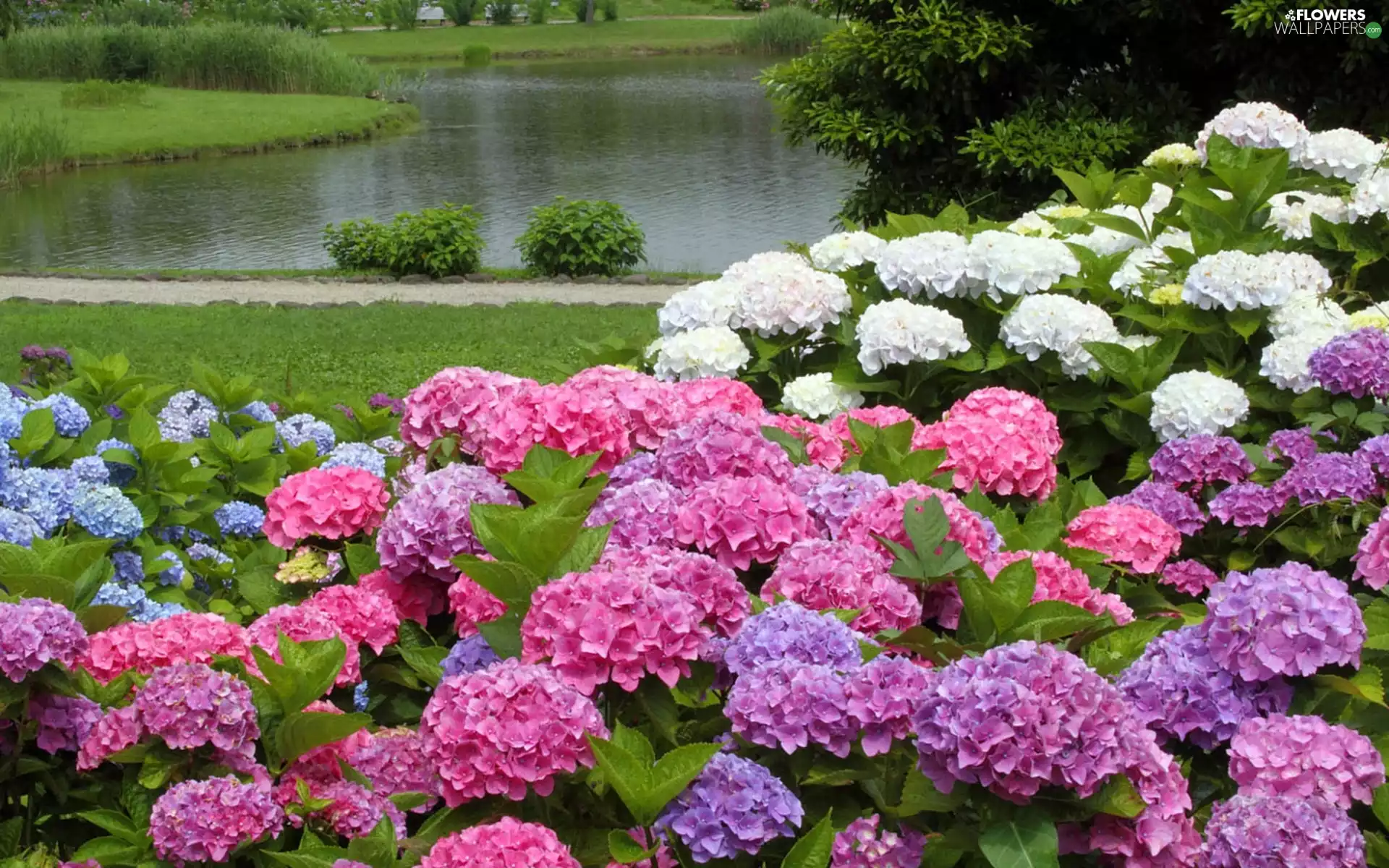 Park, color, hydrangeas, Pond - car
