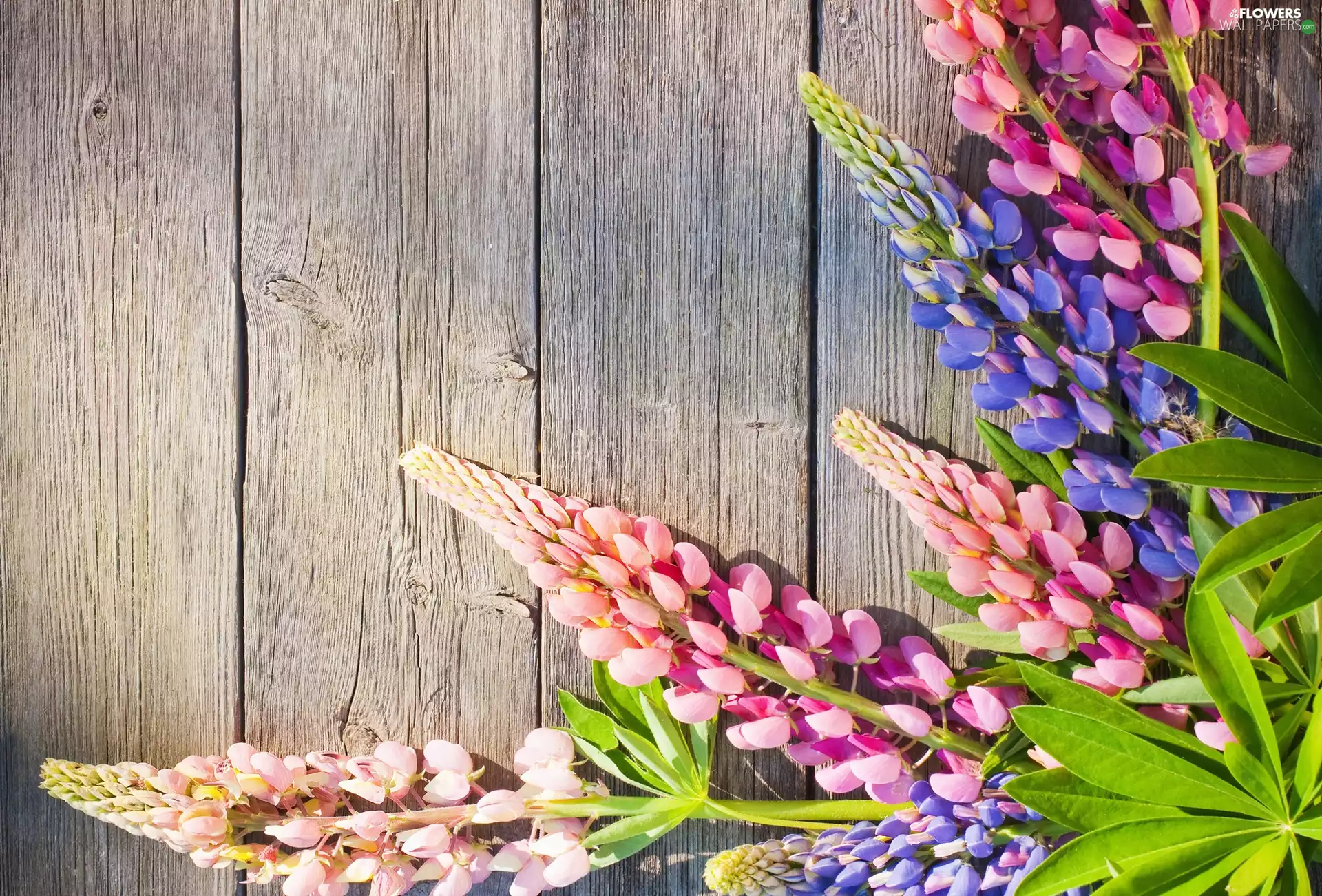 lupine, Flowers, boarding, color