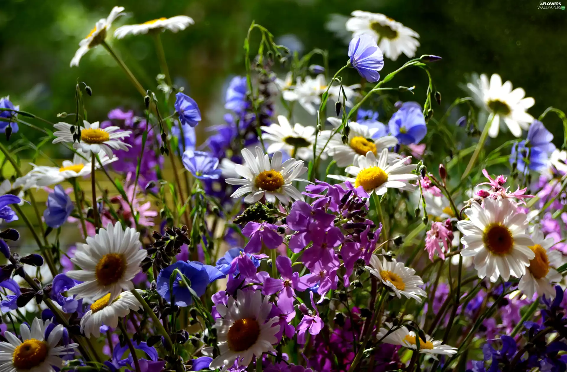 Meadow, Flowers, camomiles, color