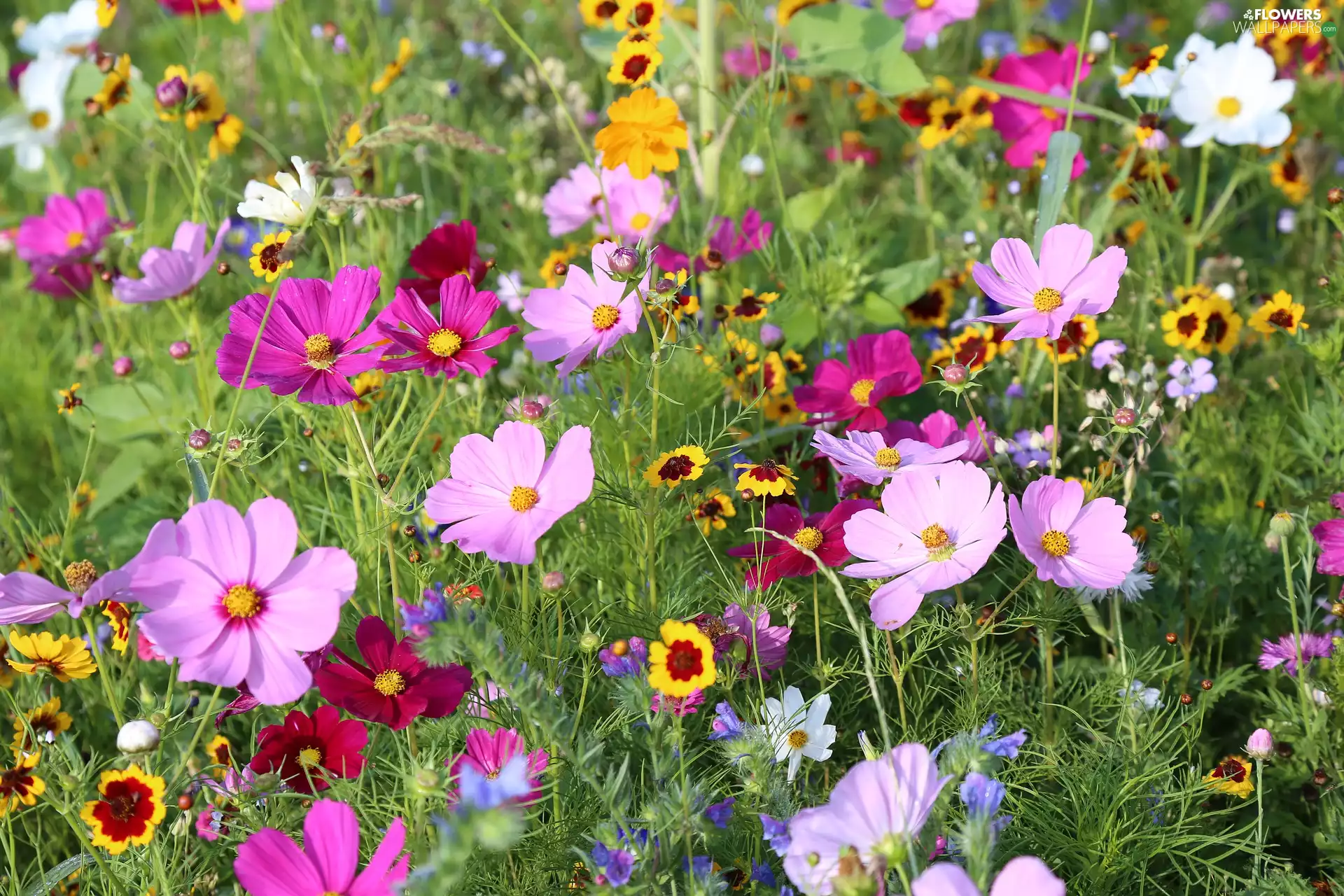 Meadow, Flowers, Cosmos, color