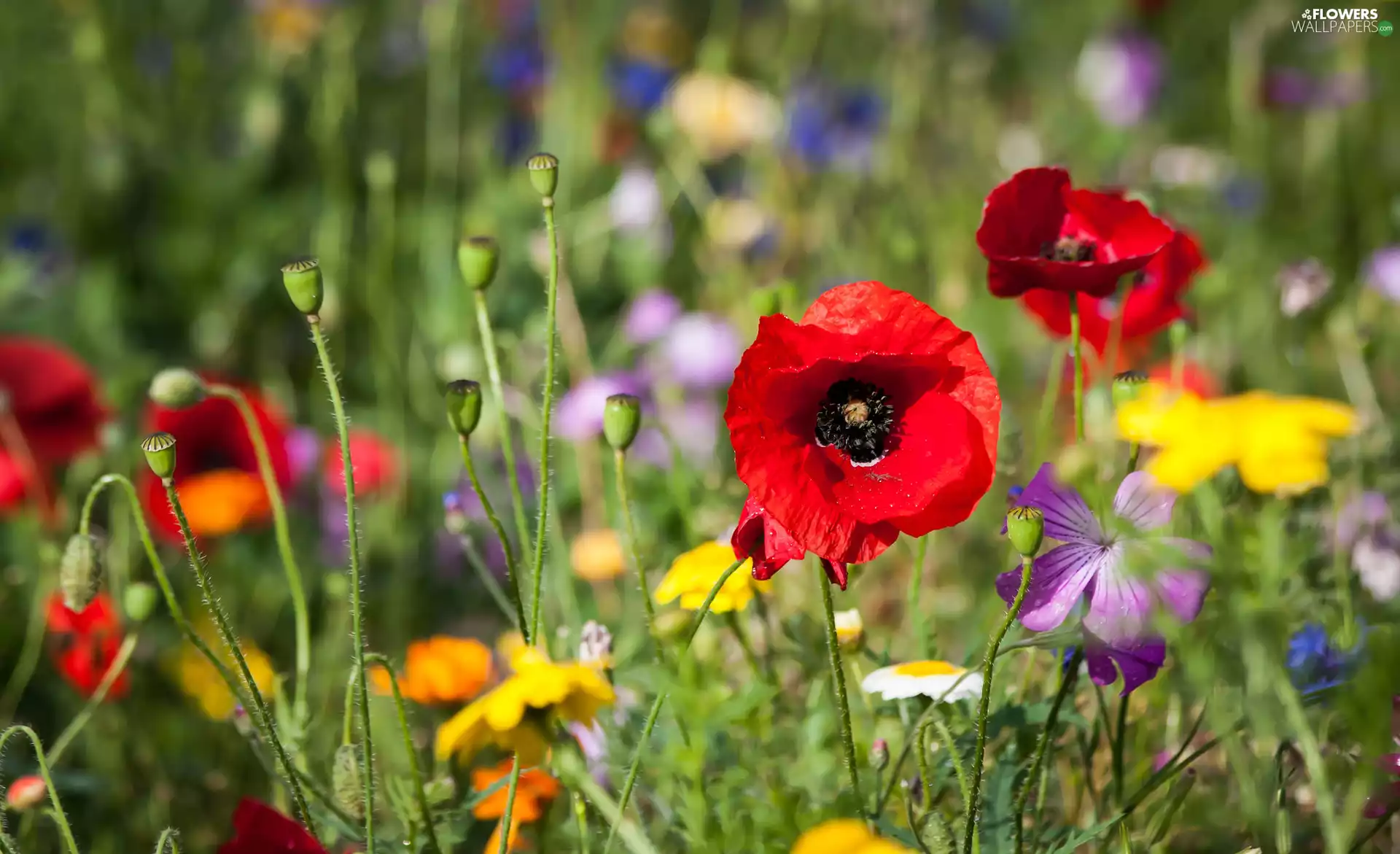 Meadow, Flowers, papavers, color