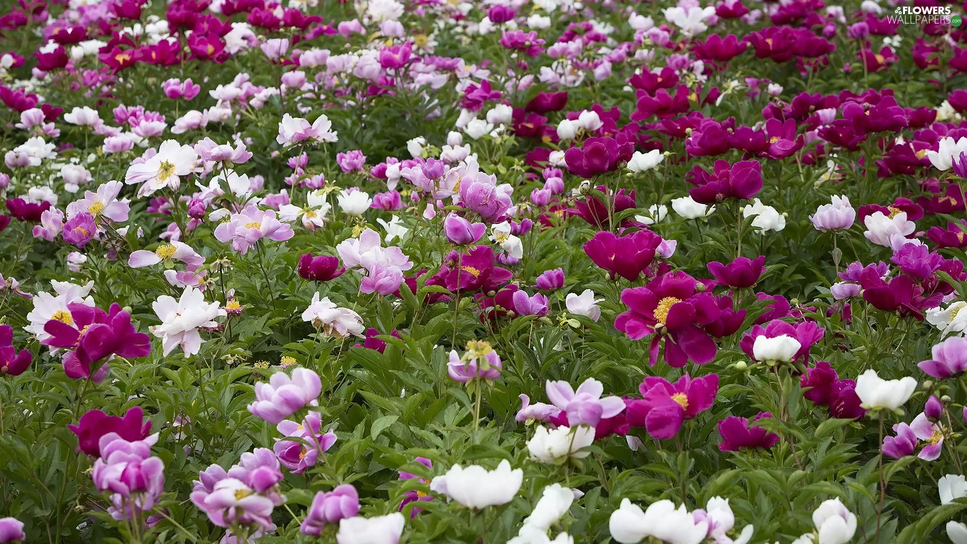 Meadow, Flowers, Peonies, color