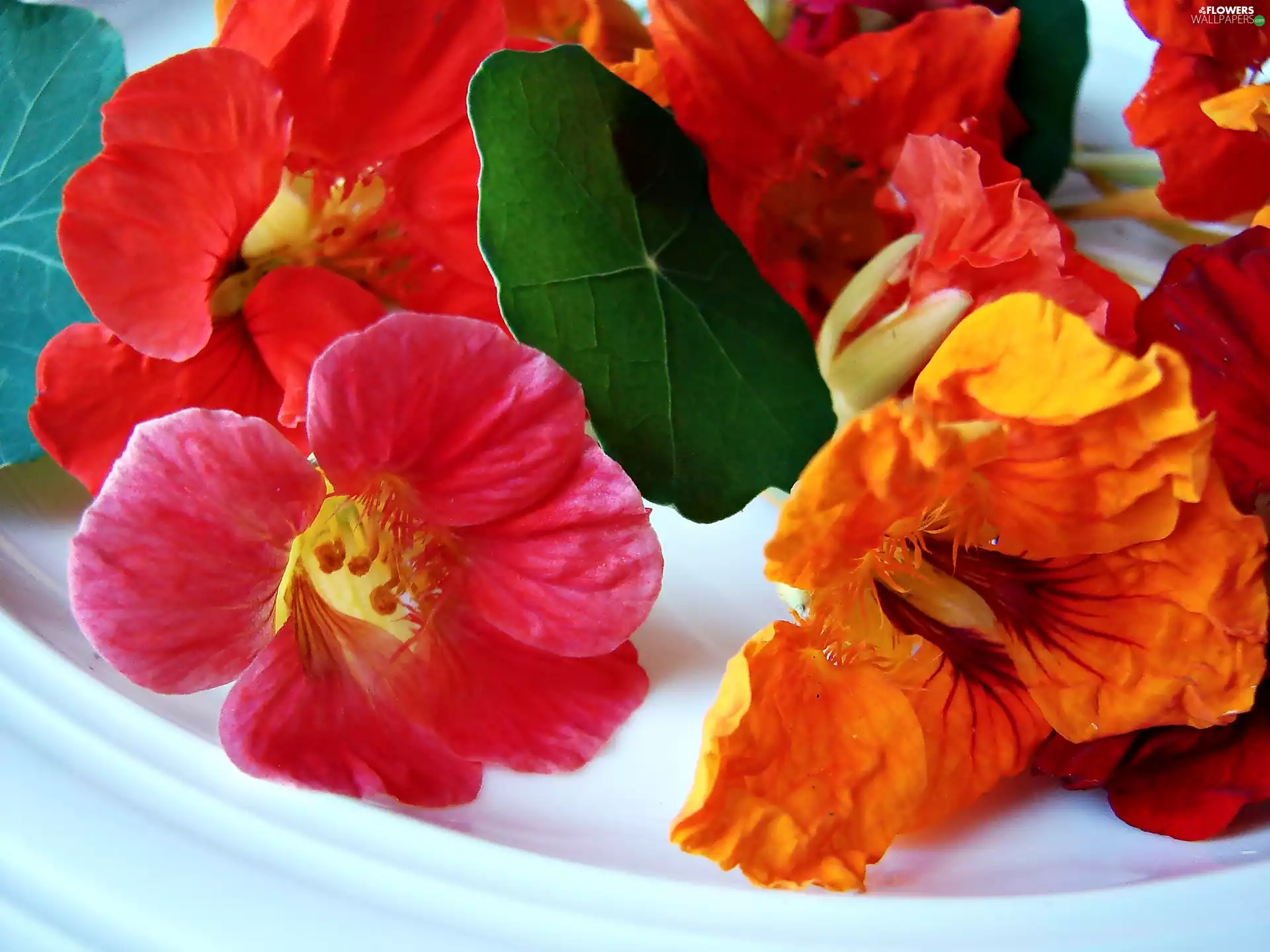 color, nasturtiums
