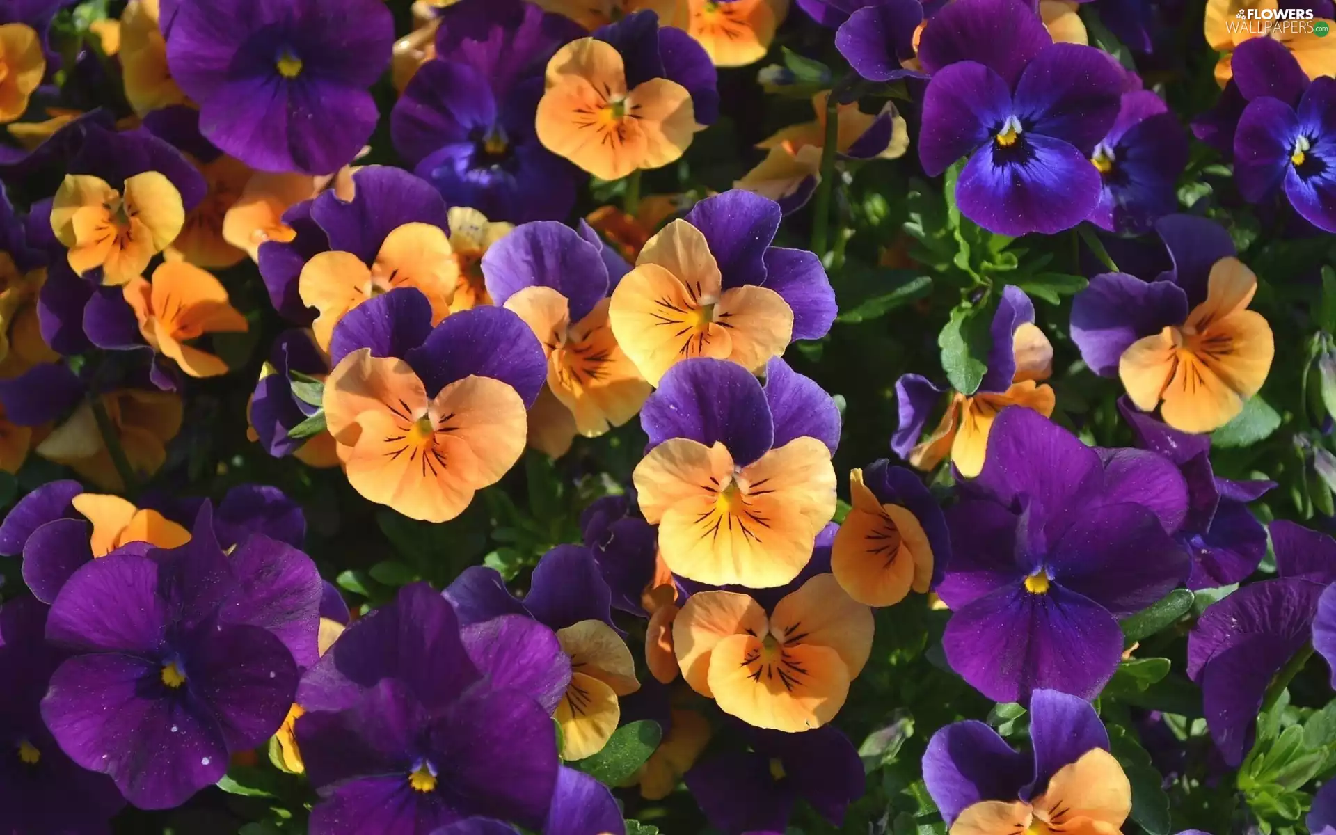 color, pansies