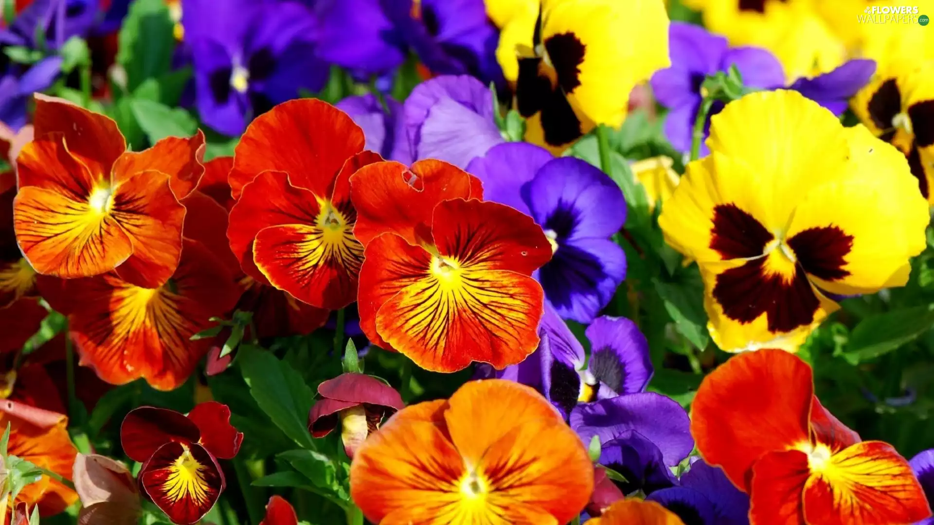 color, pansies