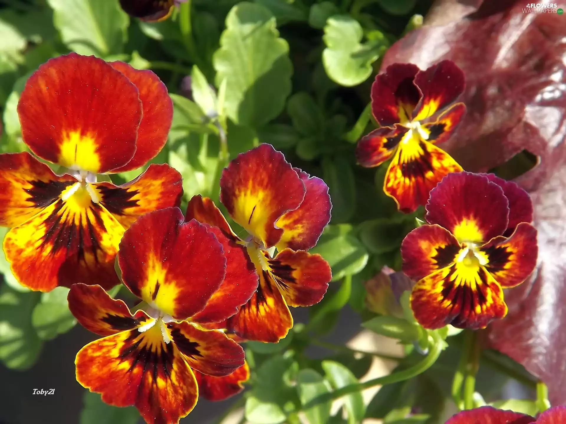 color, Flowers, pansies