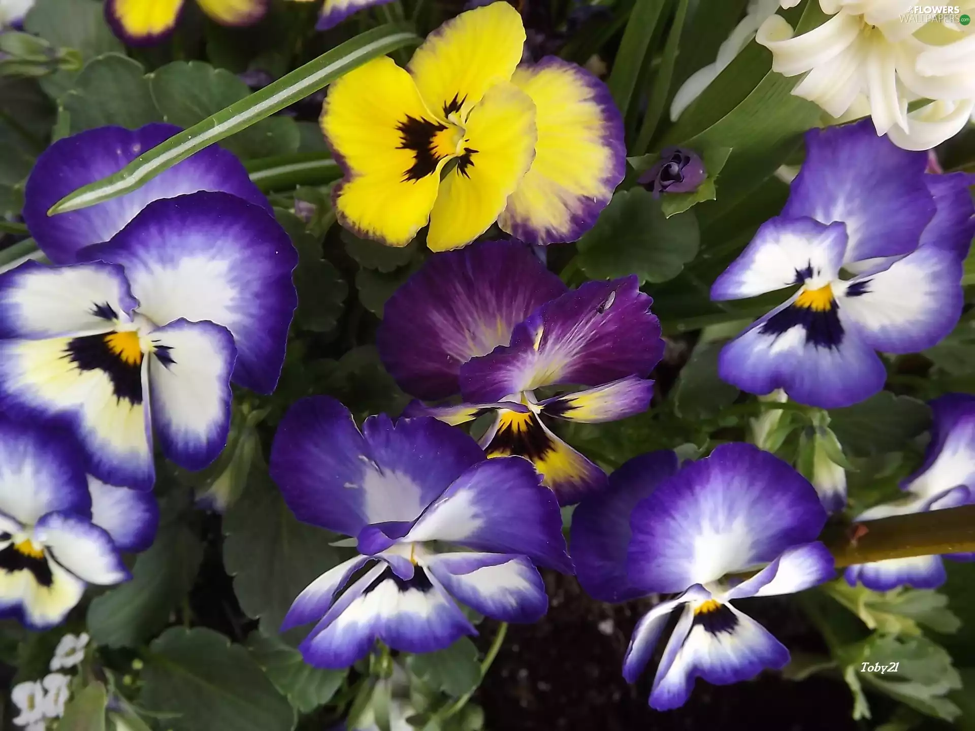 color, Flowers, pansies