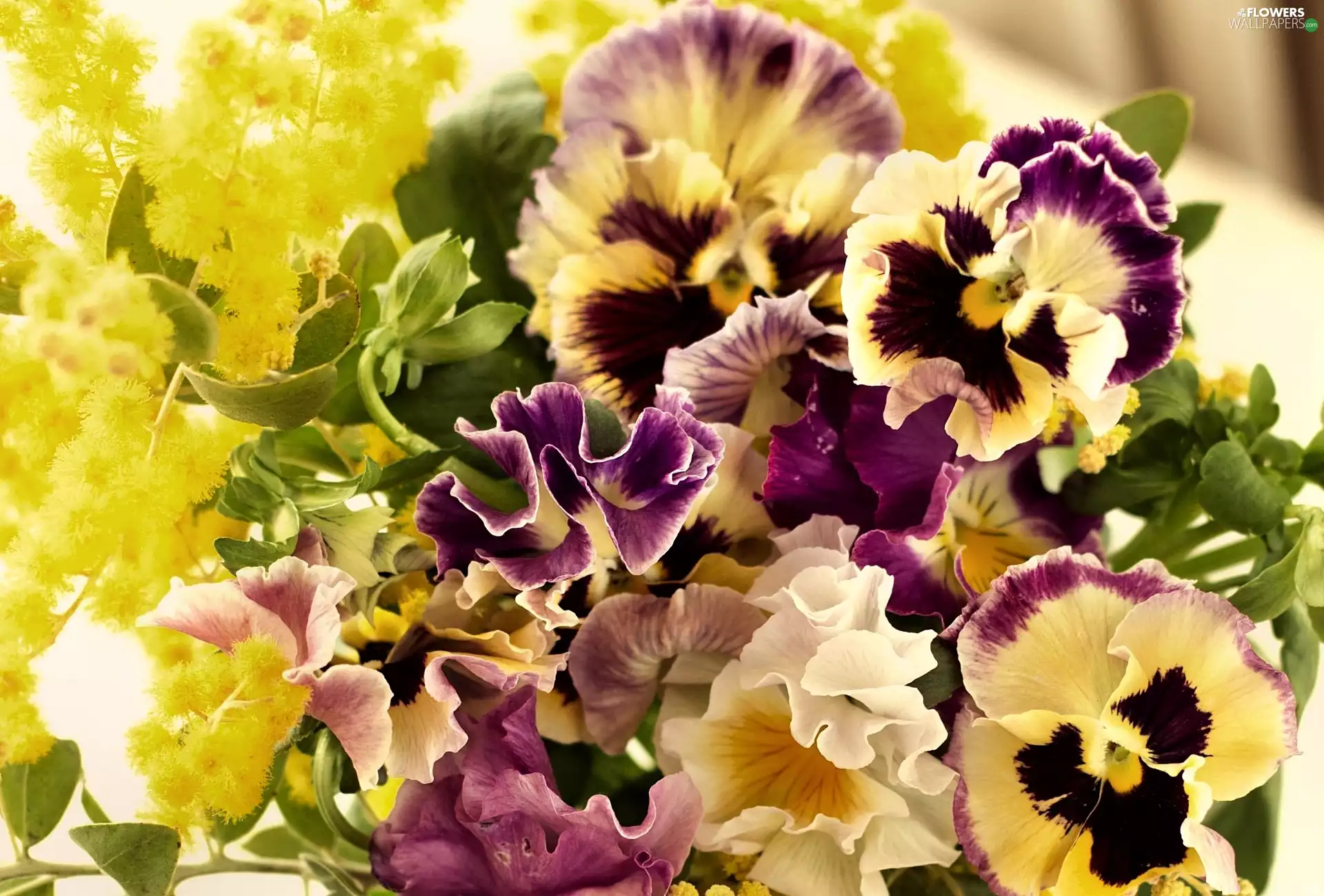 color, pansies