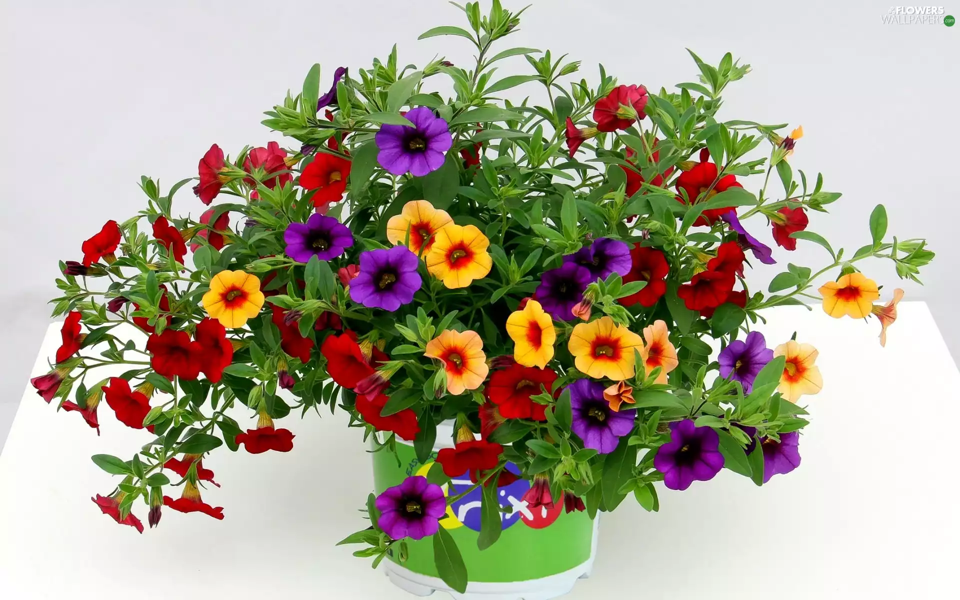 color, petunias