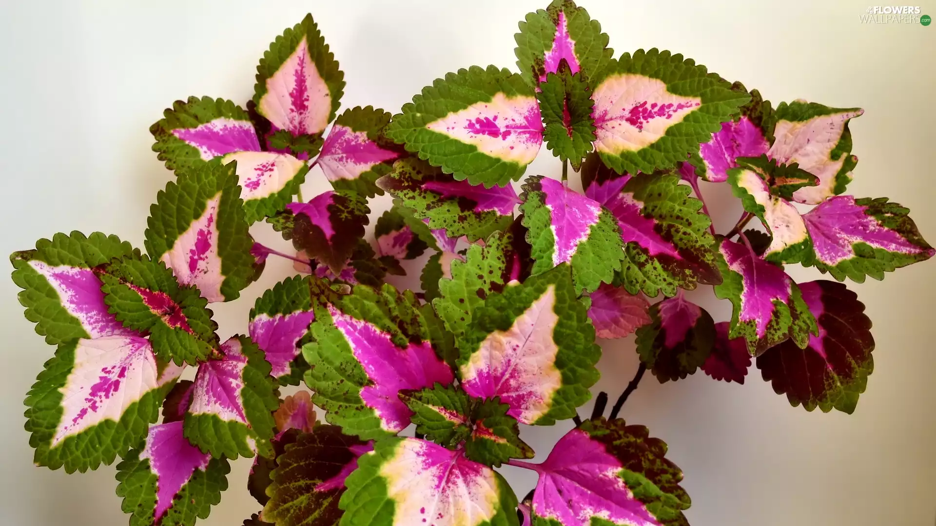 plant, Leaf, Coleus, color
