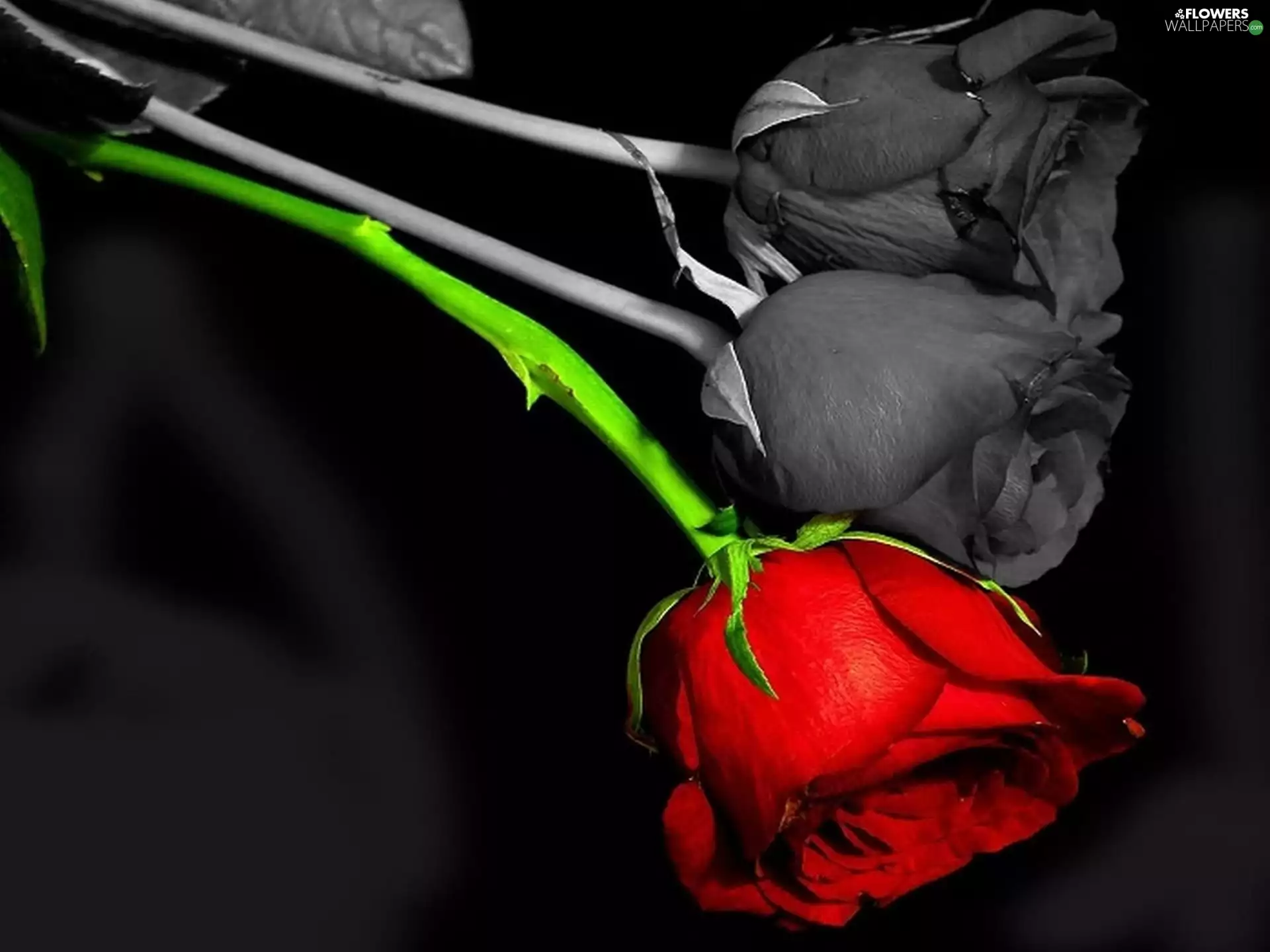 rose, color