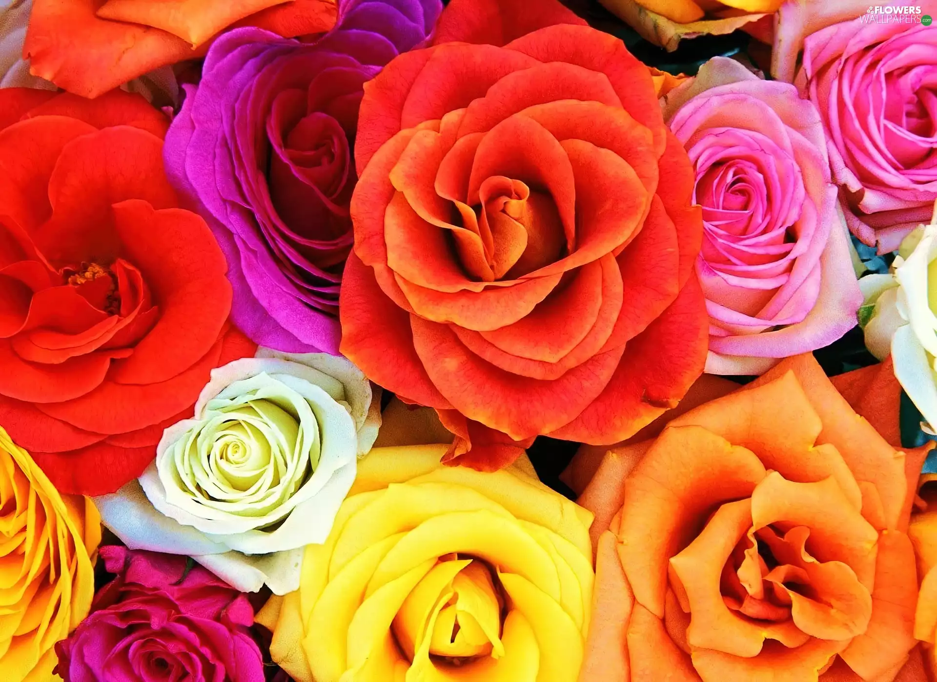 color, roses