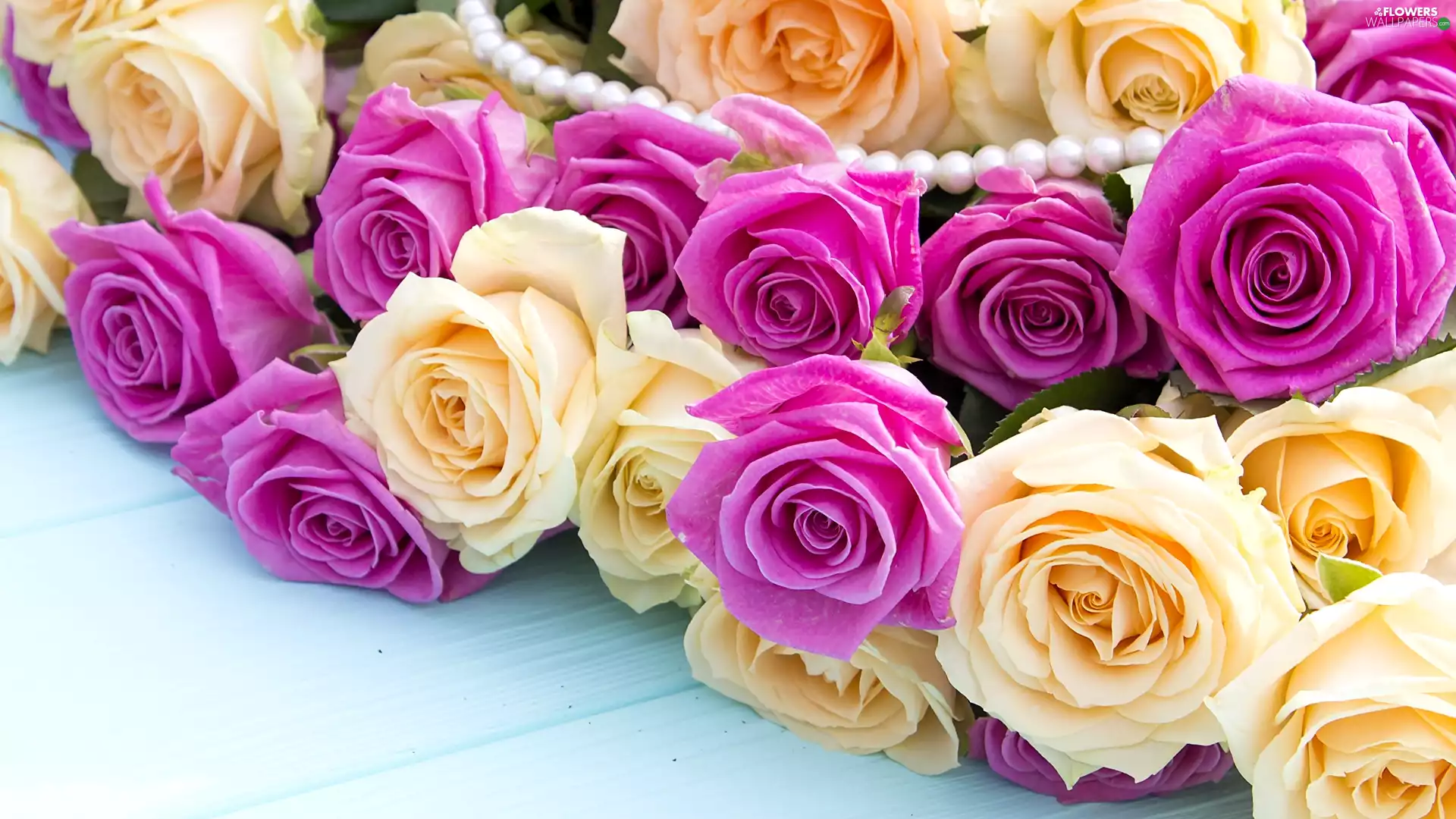 roses, Pearl, boarding, color