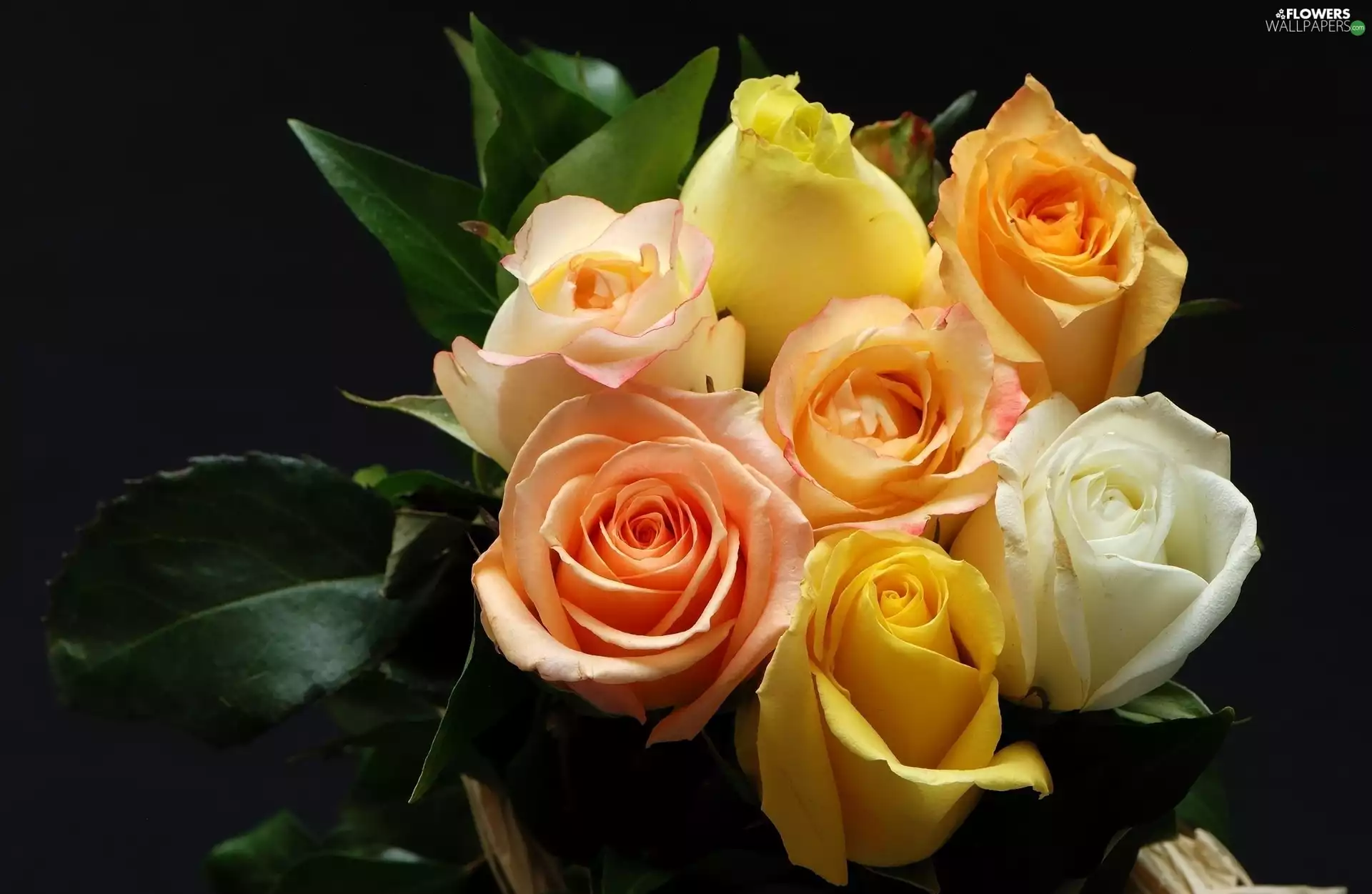 roses, Flowers, Leaf, color