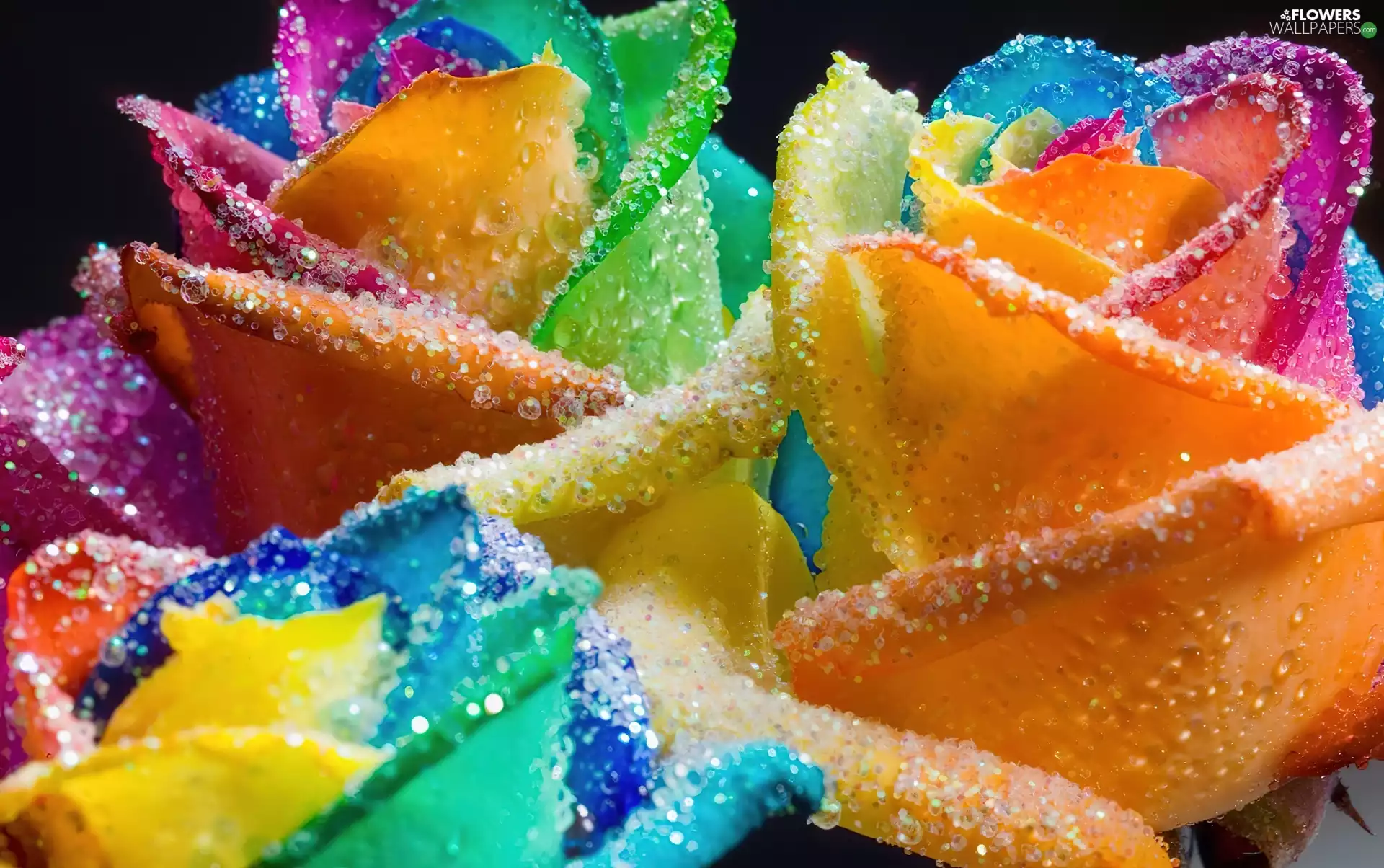 roses, decorated with, color