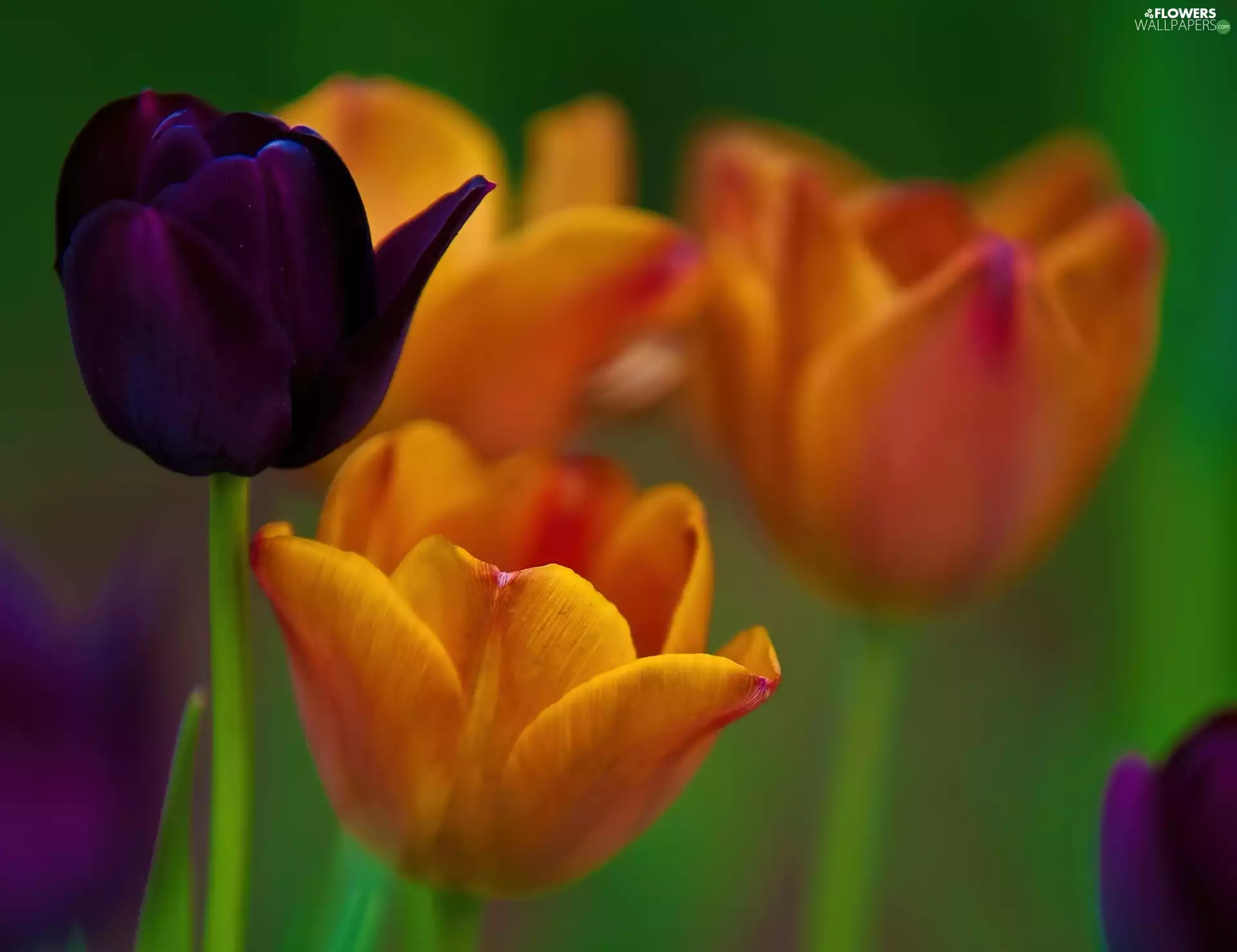 color, Tulips