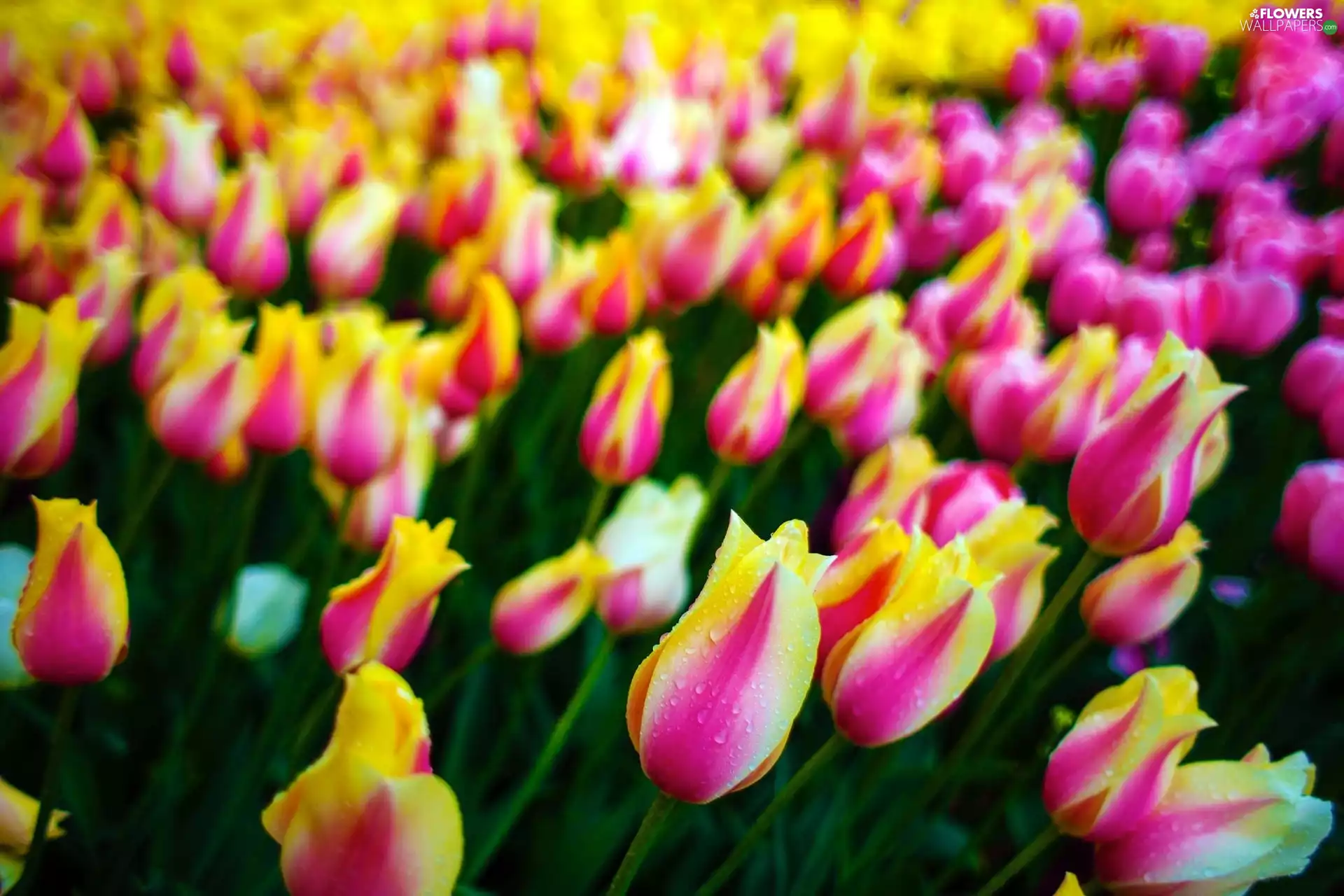 color, Tulips