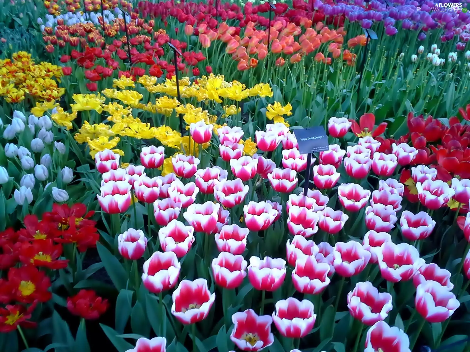 color, Tulips