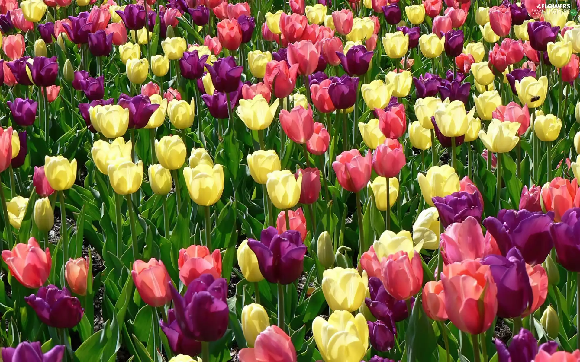 color, Tulips