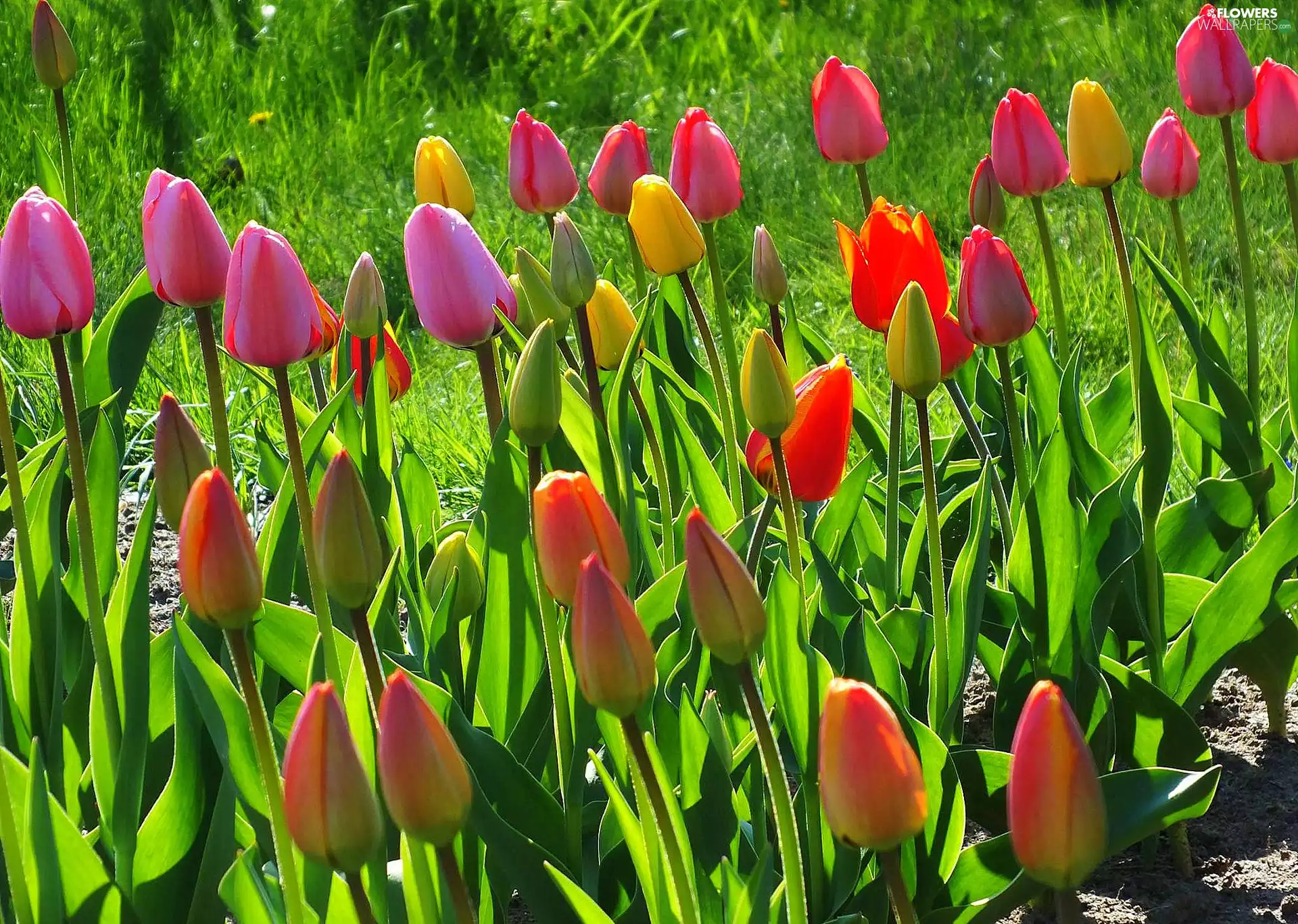 color, Tulips
