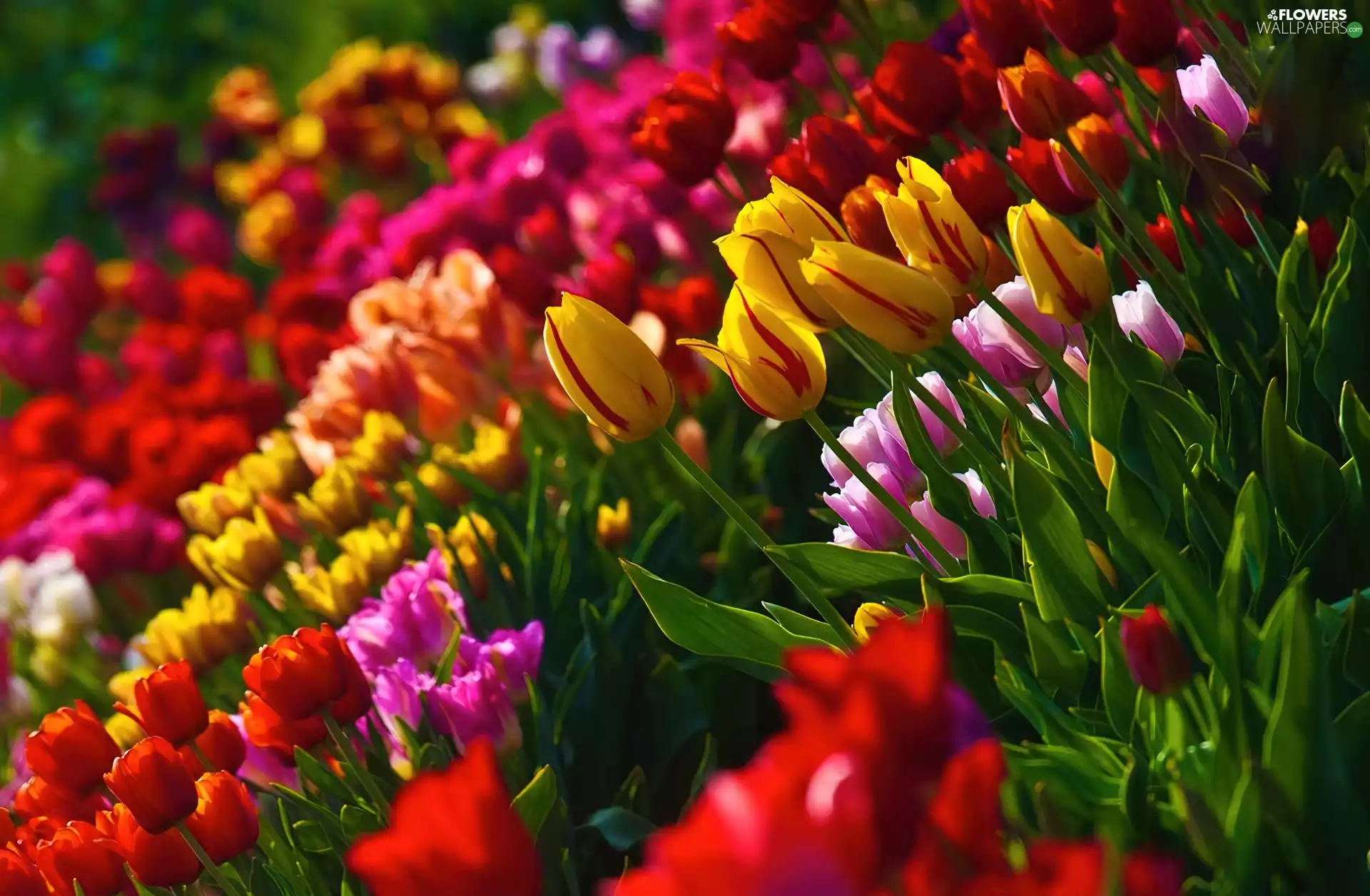 color, Tulips