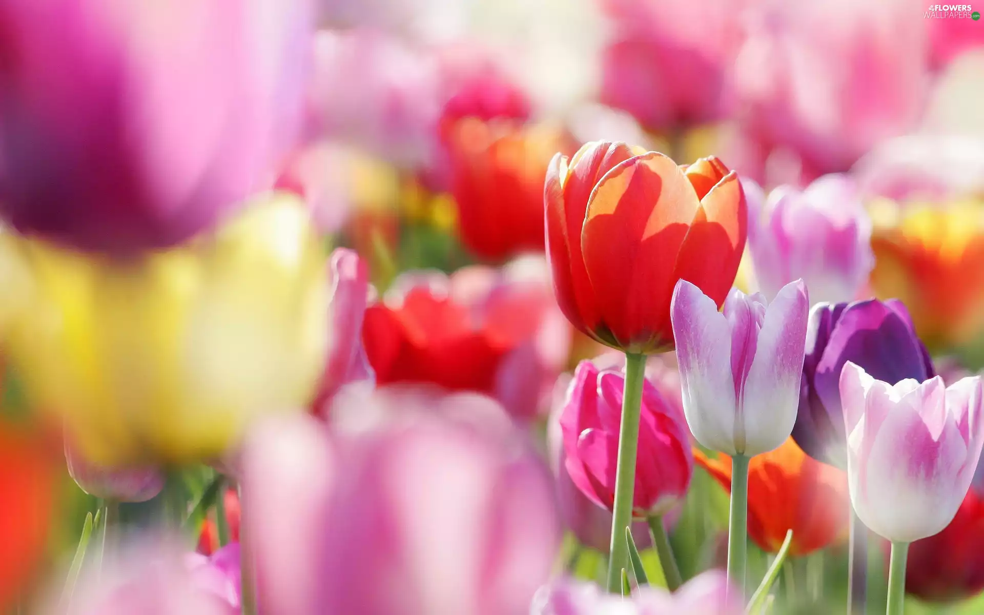 color, Tulips